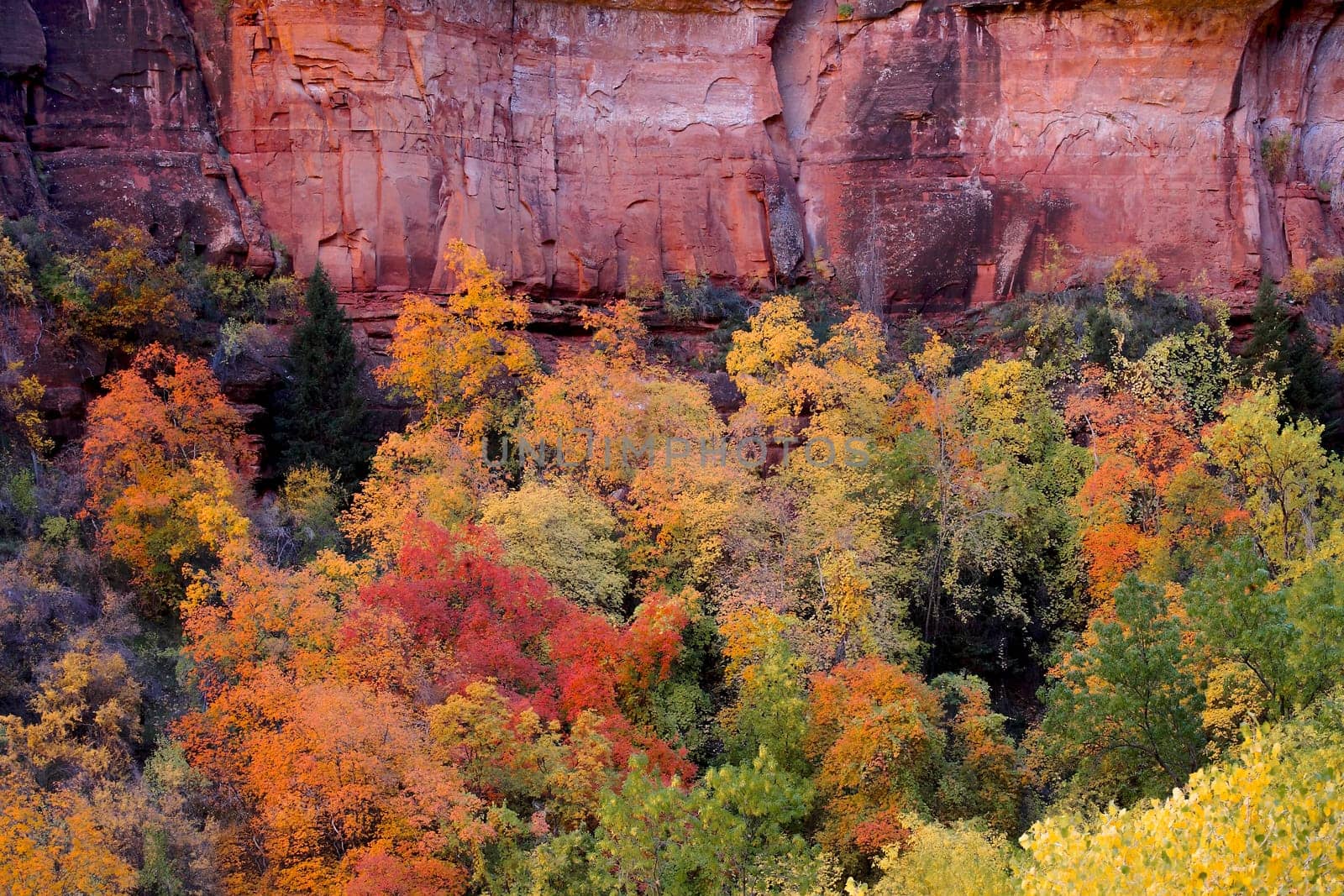 Fall in Zion by Dawn2Dawn