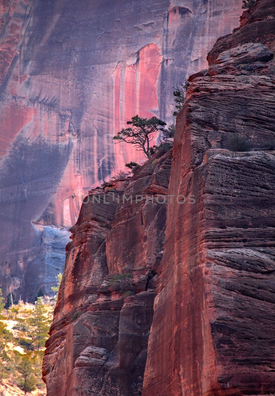 Lone Juniper by Dawn2Dawn