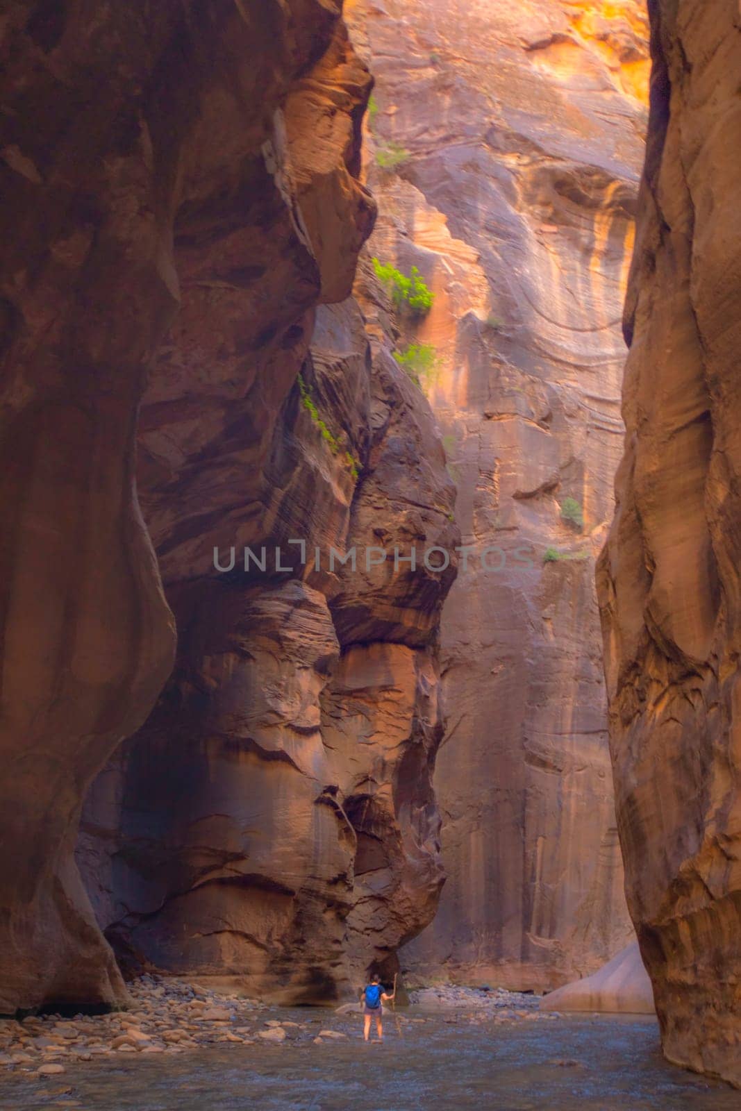 A hiker is travels through the steep canyon walls at The Narrows at Zion National Park, Utah