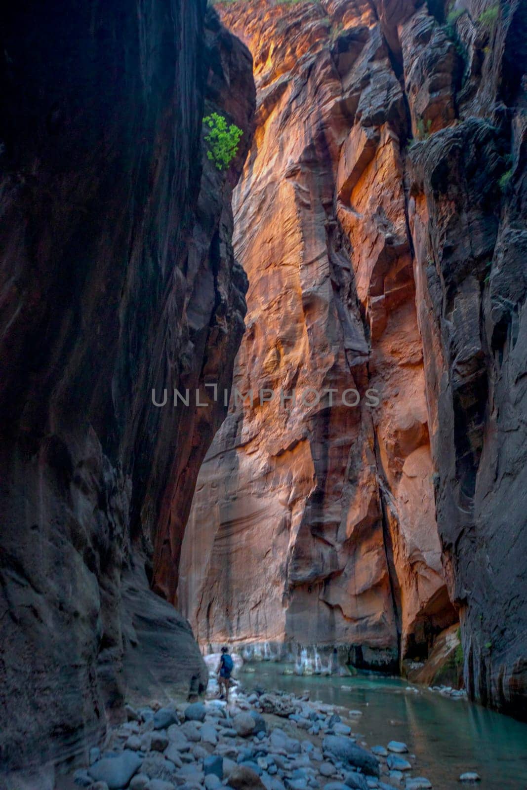 A lonely hiker travels through the fluted sandstone walls of The Narrows at Zion National Park, Utah