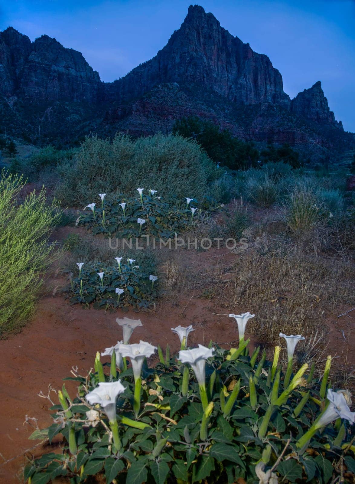 Sacred Datura bloom at night in front of Watchman at Zion National Park, Utah