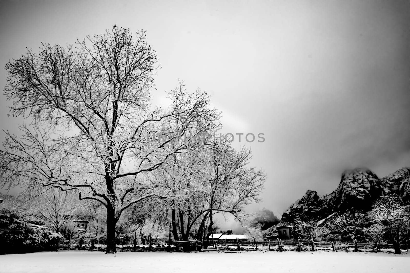 Fresh snow has fallen in Zion Canyon at at Zion National Park, Utah