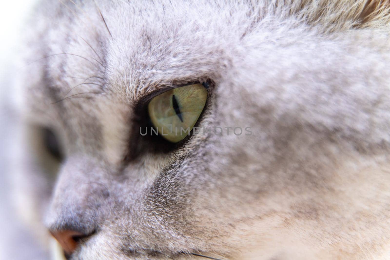 Cat's eye. Close up on a green cat's eye by Matiunina