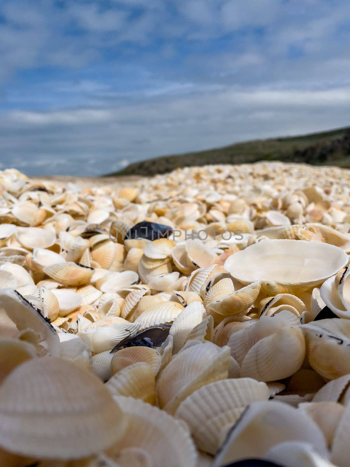 A pile of small seashells on the sea coast. Close up.