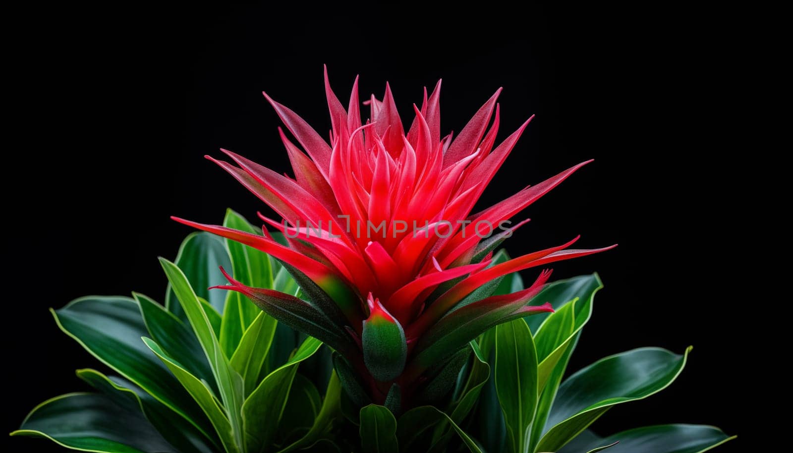 close-up of a Bromeliad plant showcasing by Nadtochiy