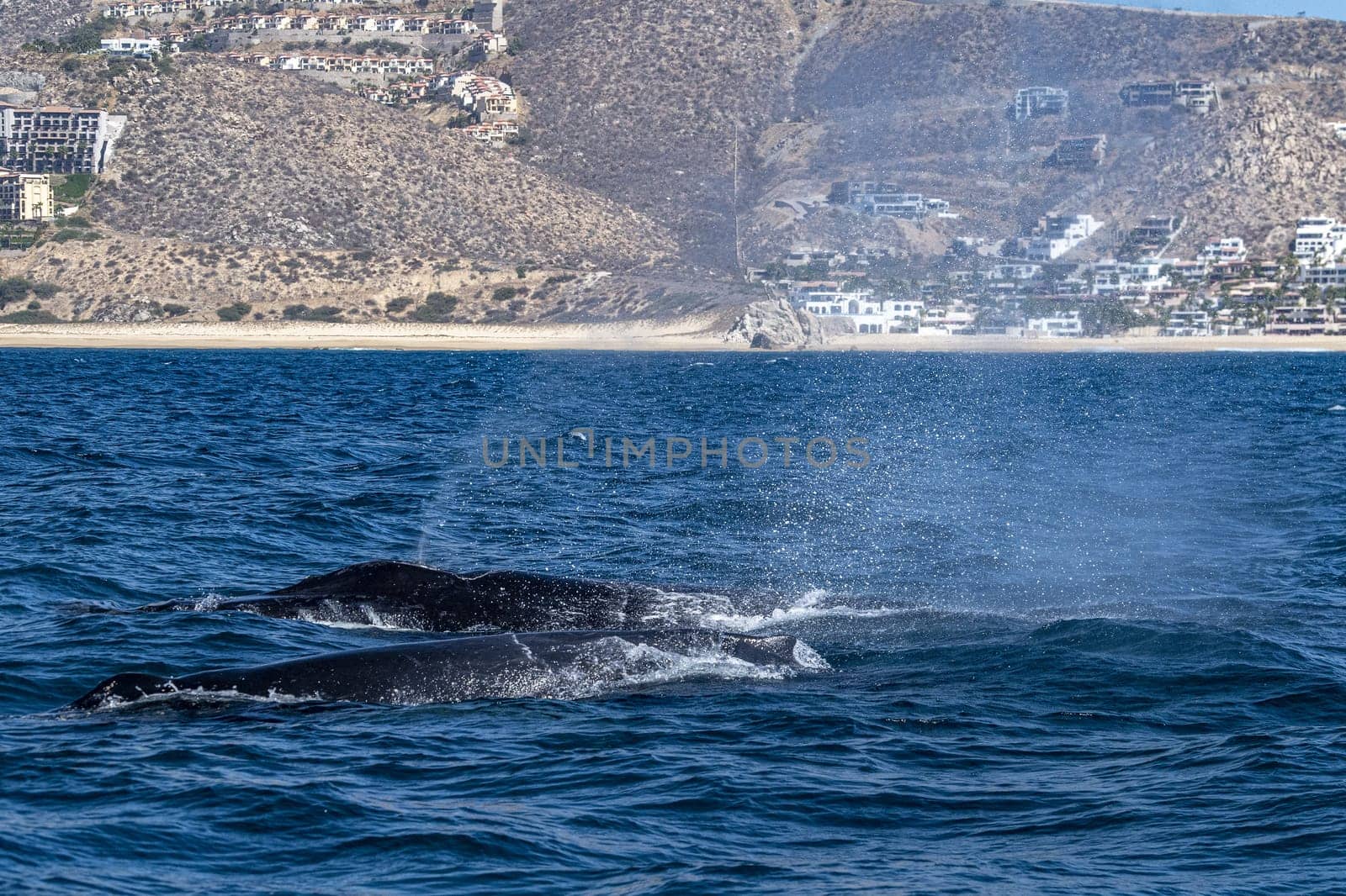 two humpback whales in front of whale watching boat in cabo san lucas mexico by AndreaIzzotti