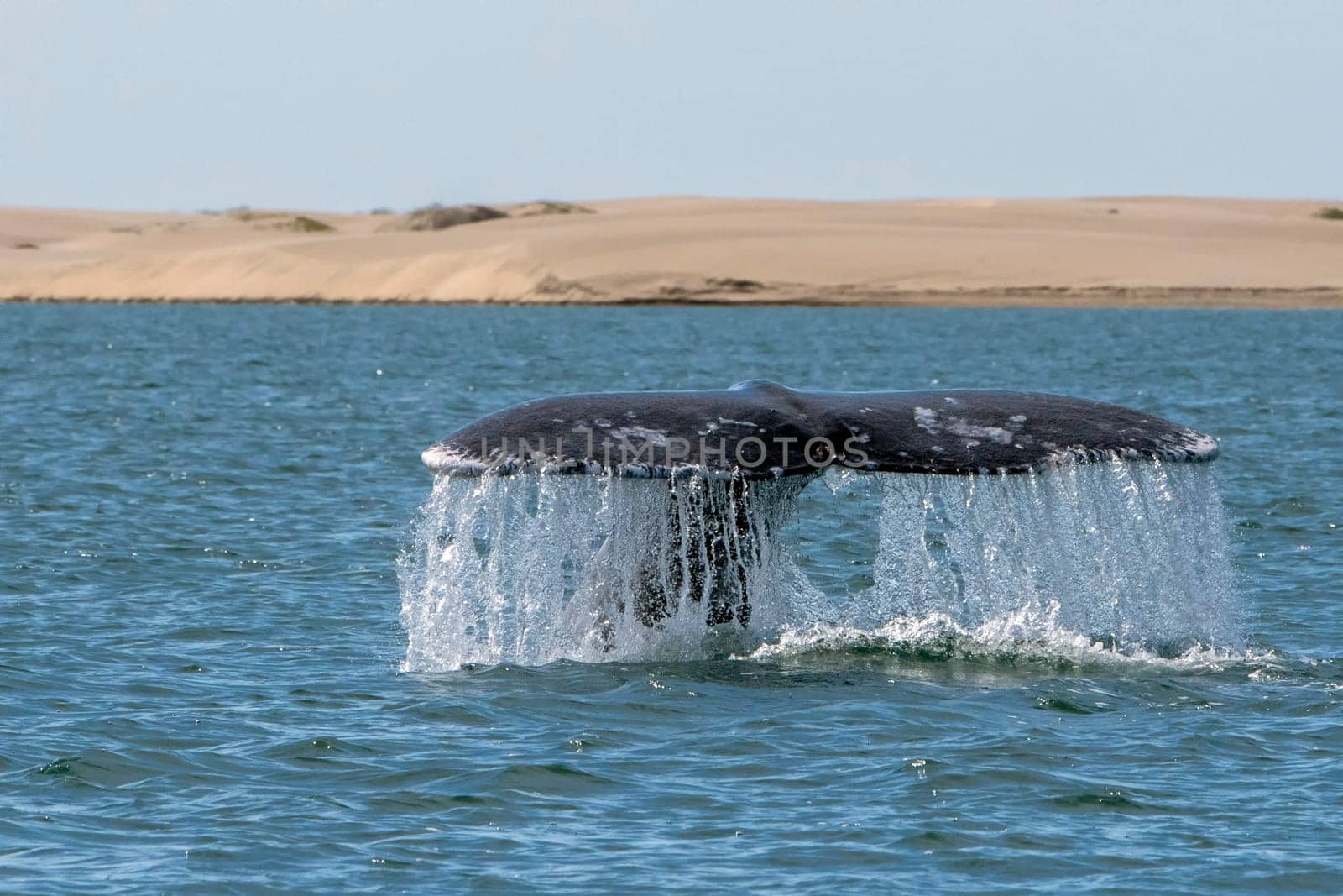 grey whale tail going down in bahia magdalena sand dunes background by AndreaIzzotti