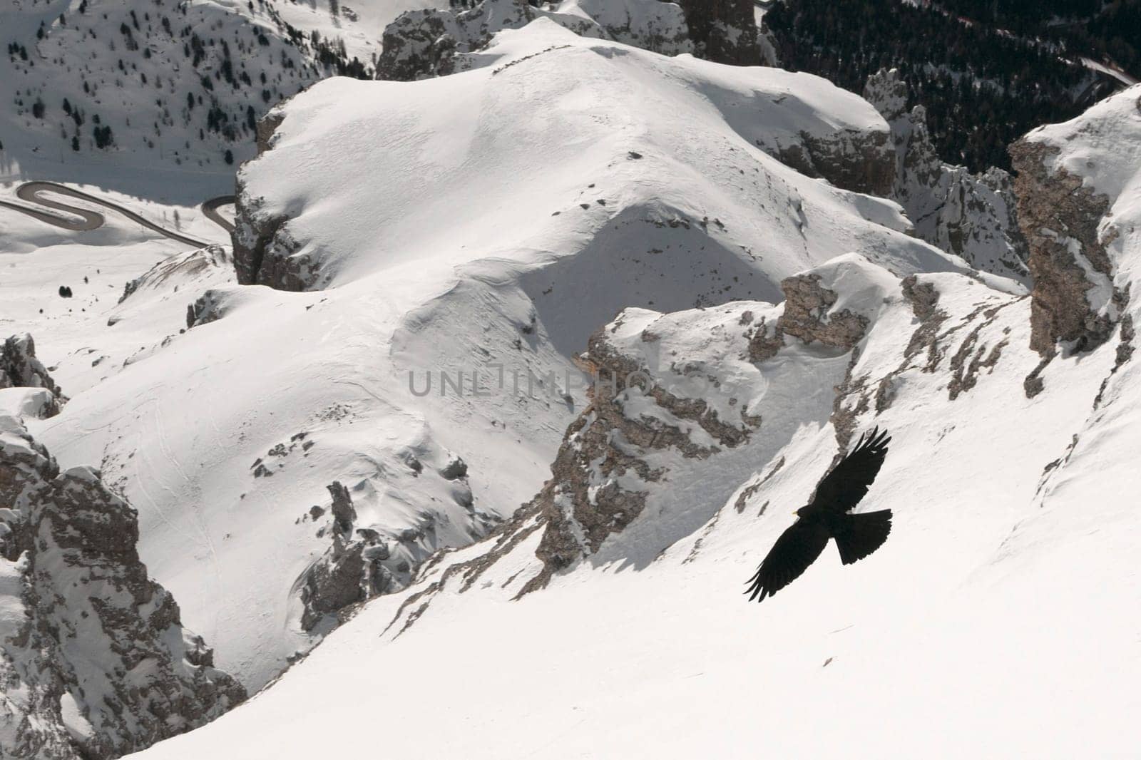 A crow on dolomites background by AndreaIzzotti