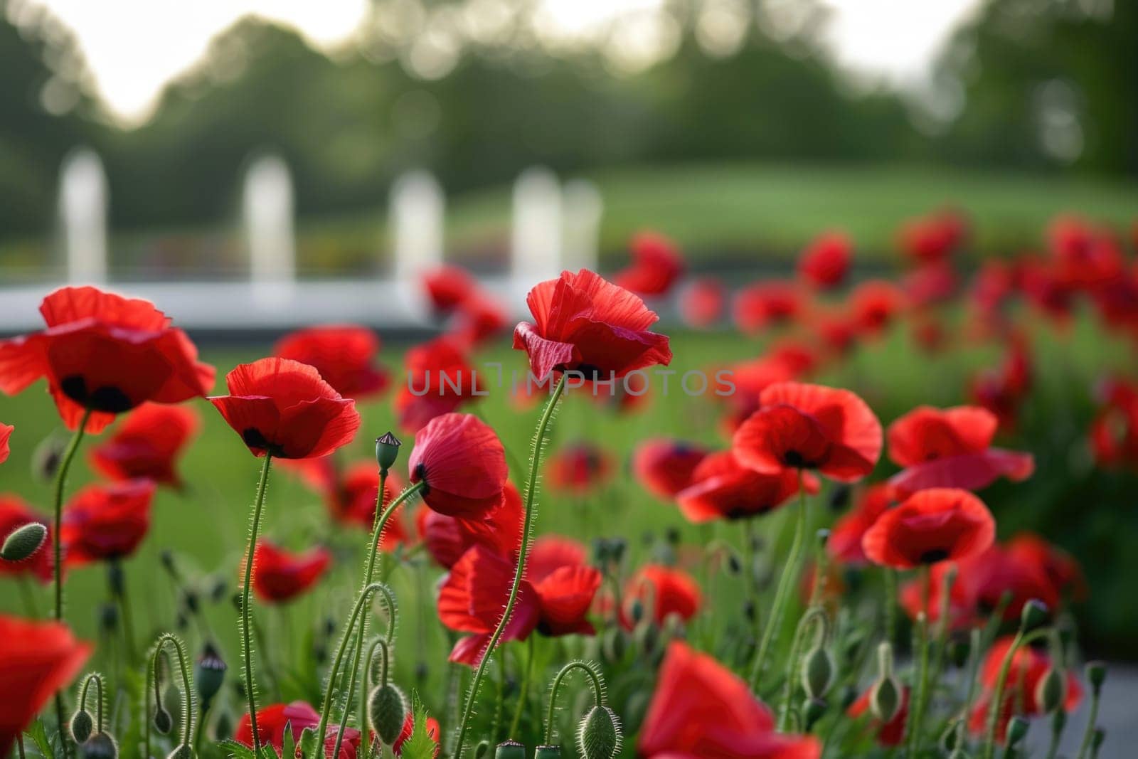 patriotic veterans memorial cemetery with flags and poppies field. ai generated