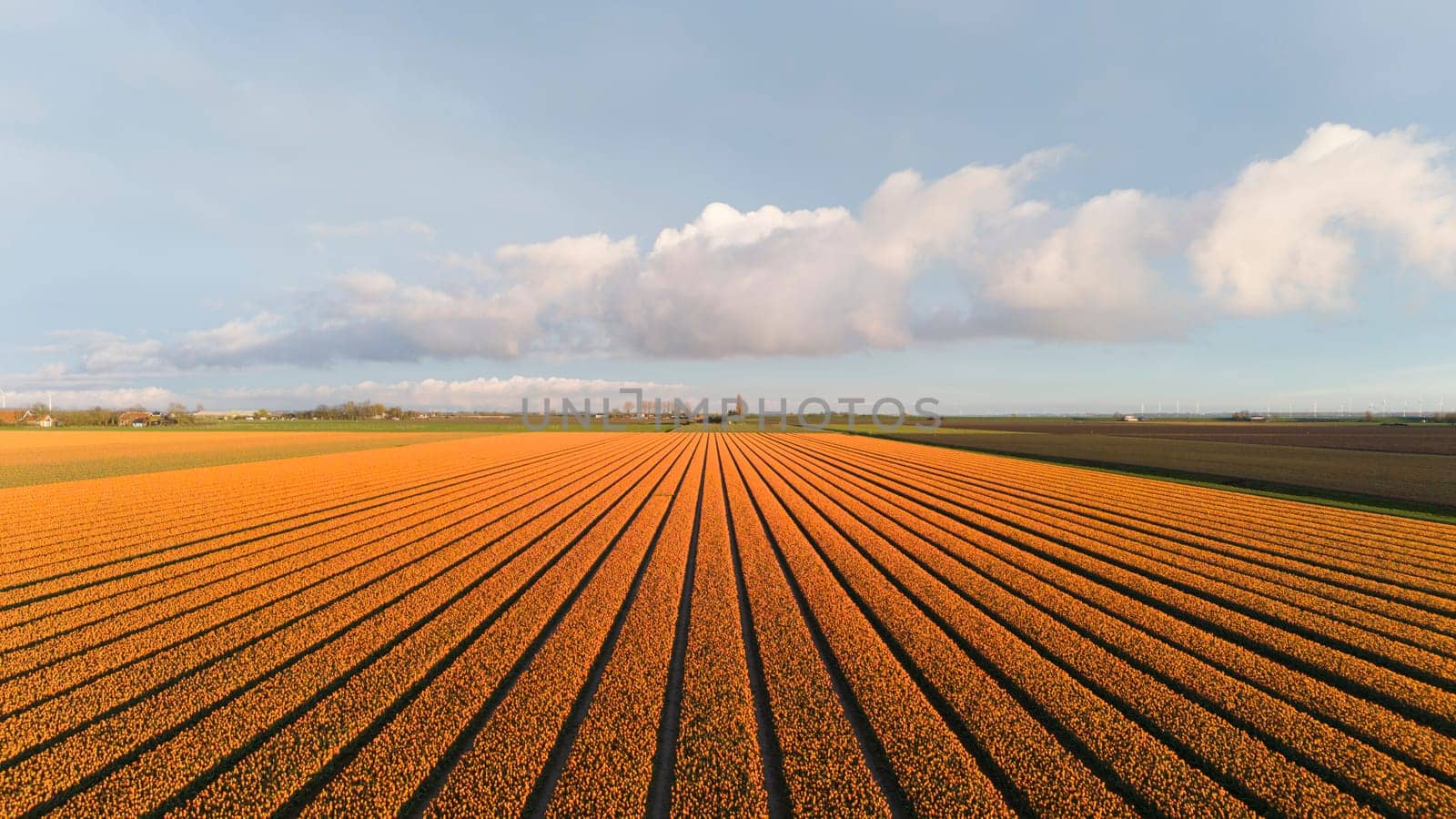 Tulips, endless orange tulips wallpaper. aerial view straight from above topview, tulips blooming on field in South Holland. Endless tulip fields in spring in South Holland made by drone