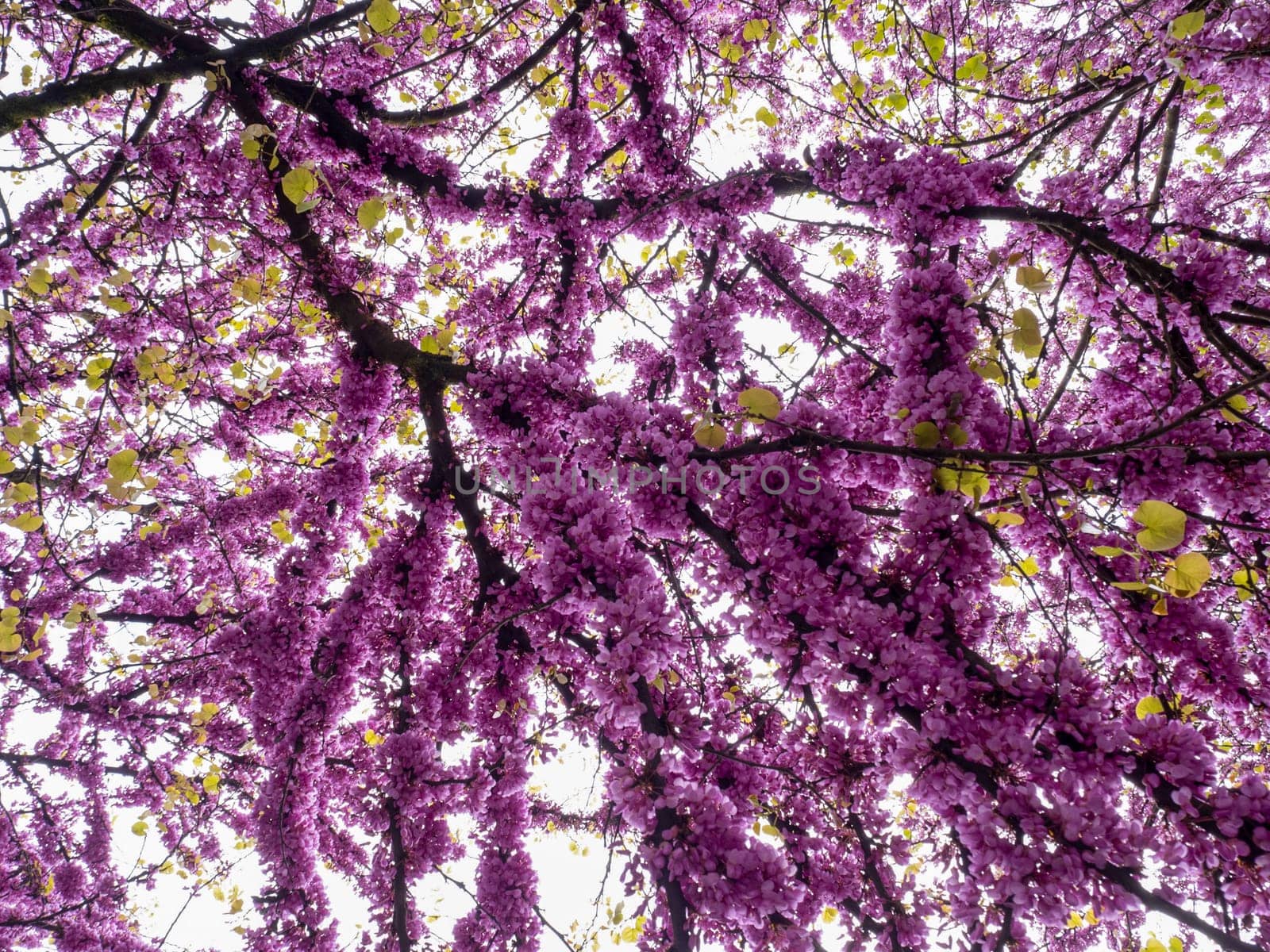 japanese cherry tree blossom detail