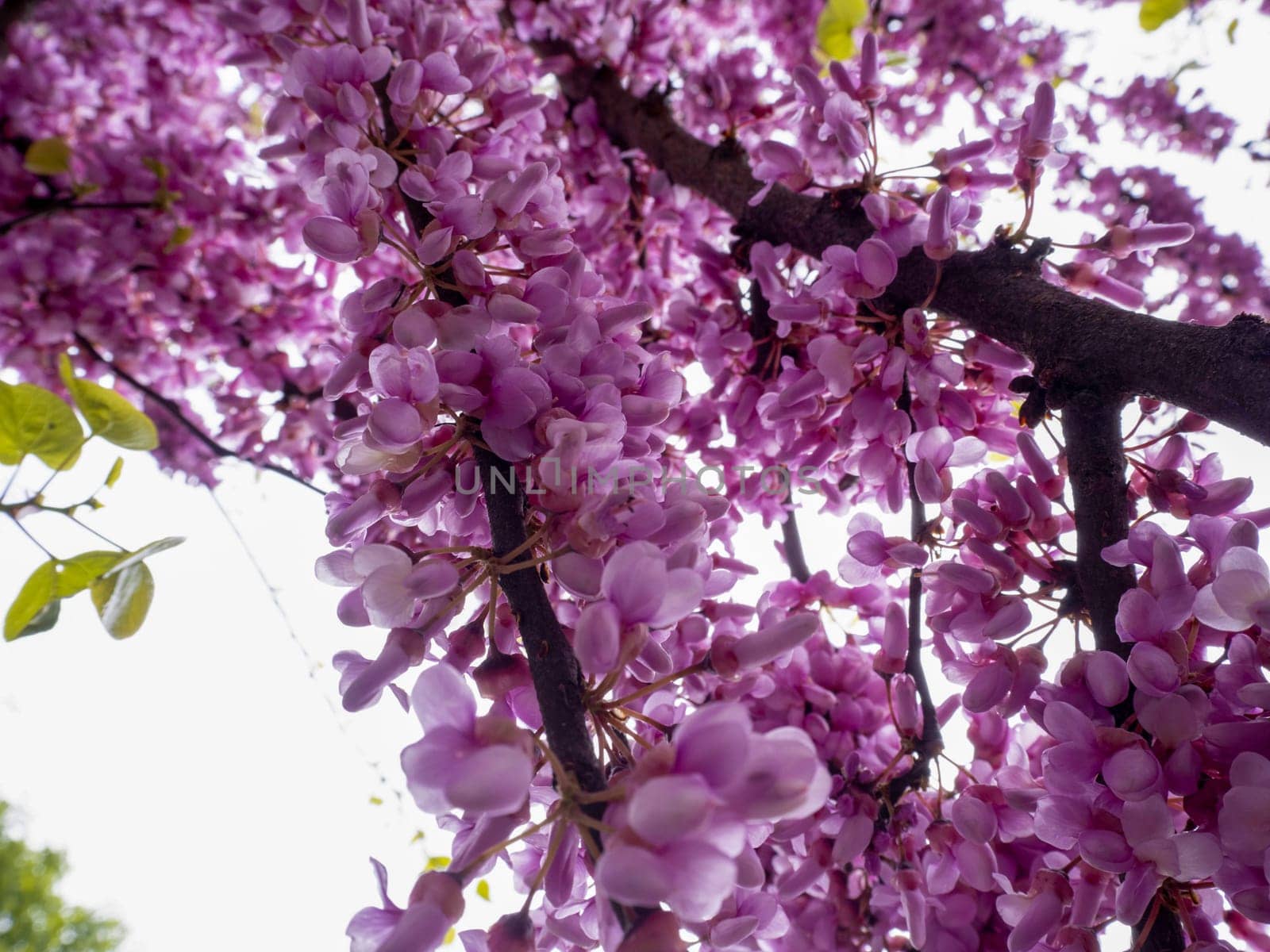 japanese cherry tree blossom detail