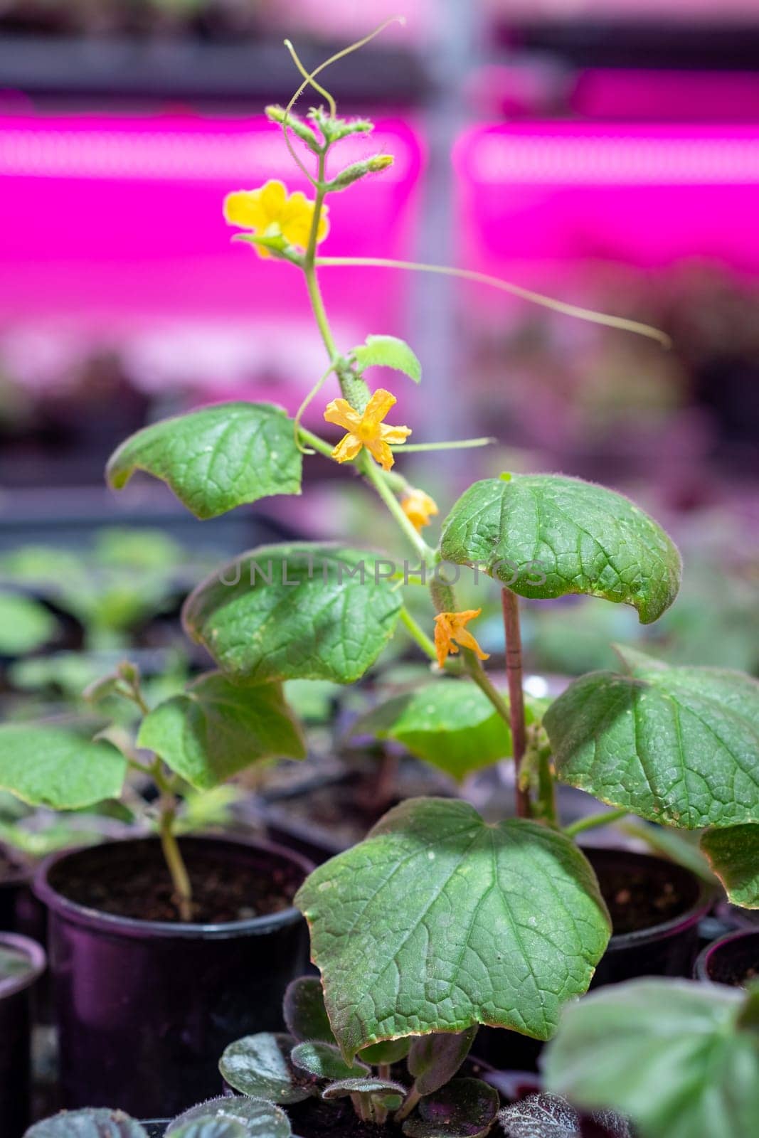 Growing flower seedlings indoors under full spectrum LED lighting by AnatoliiFoto