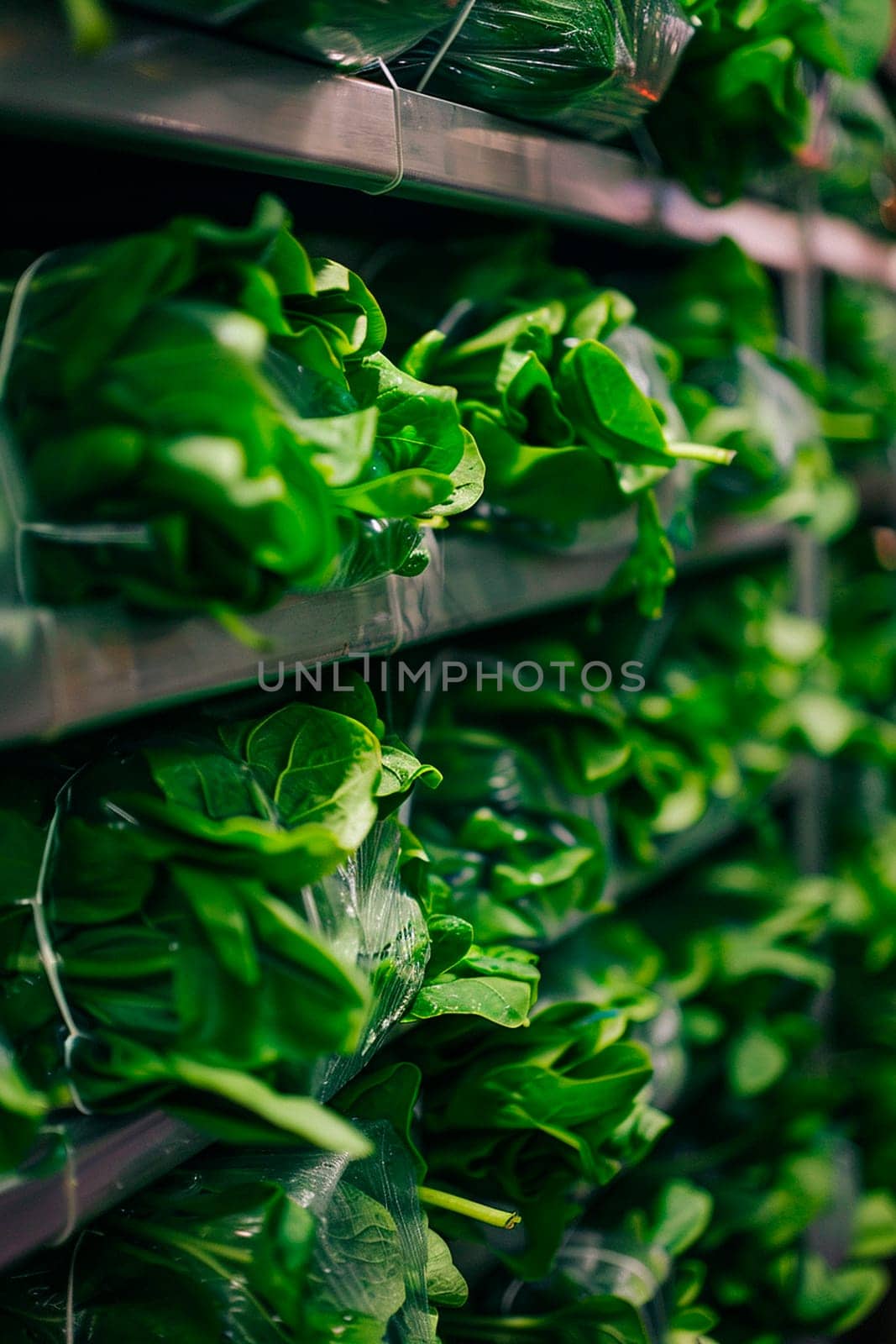 lettuce leaves in the factory industry. Selective focus. by yanadjana