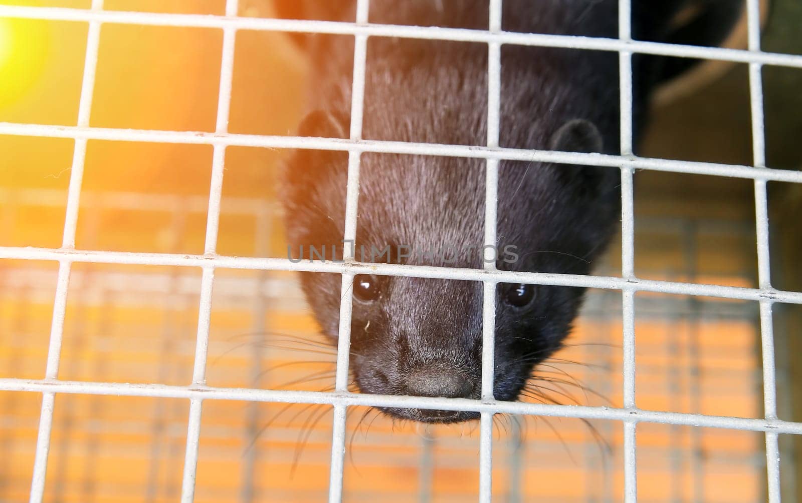 A black mink in a cage looks through the bars. by Hil