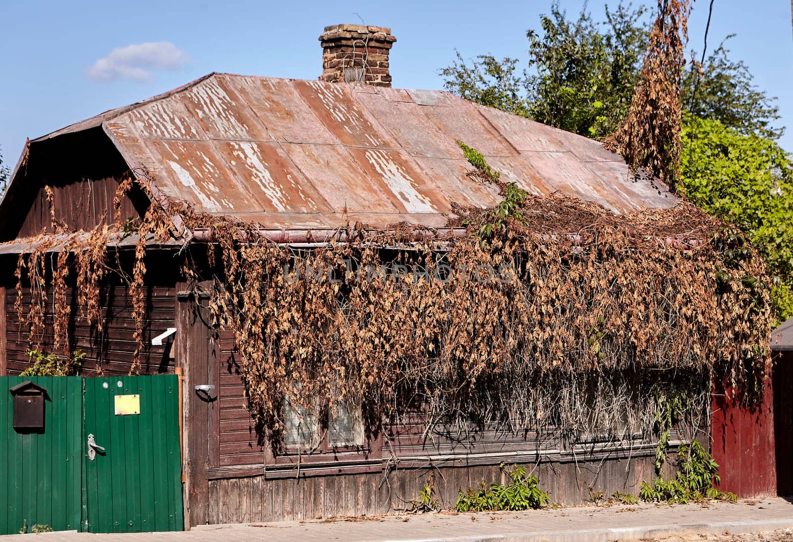 Old wooden house covered with ivy. Dried brown ivy. Entrance to an old house.