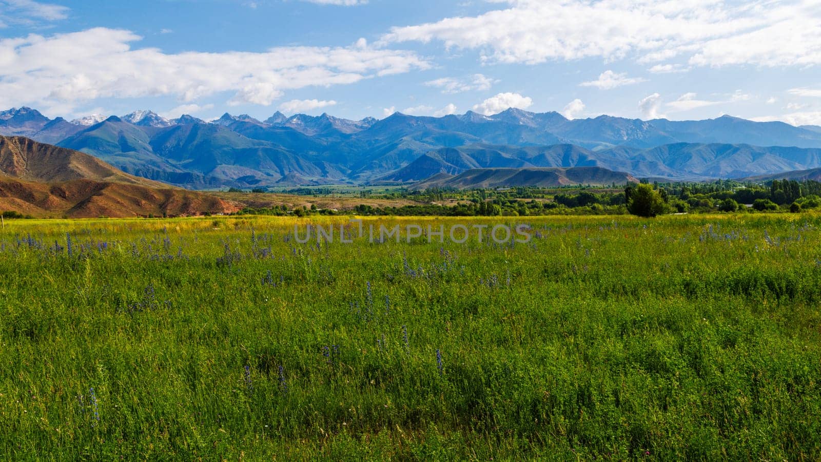 A picturesque natural landscape of purple flowers blooming in a field with mountains in the background under a blue sky with fluffy cumulus clouds.