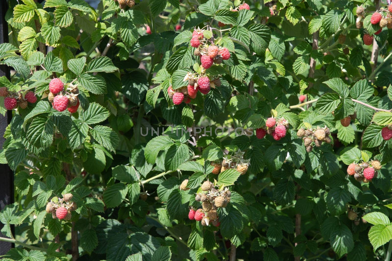 abundance of red ripe raspberries on the bushes in the garden, fresh organic berries with green leaves on the branches, Summer garden in the village, harvesting berries on the farm,High quality photo