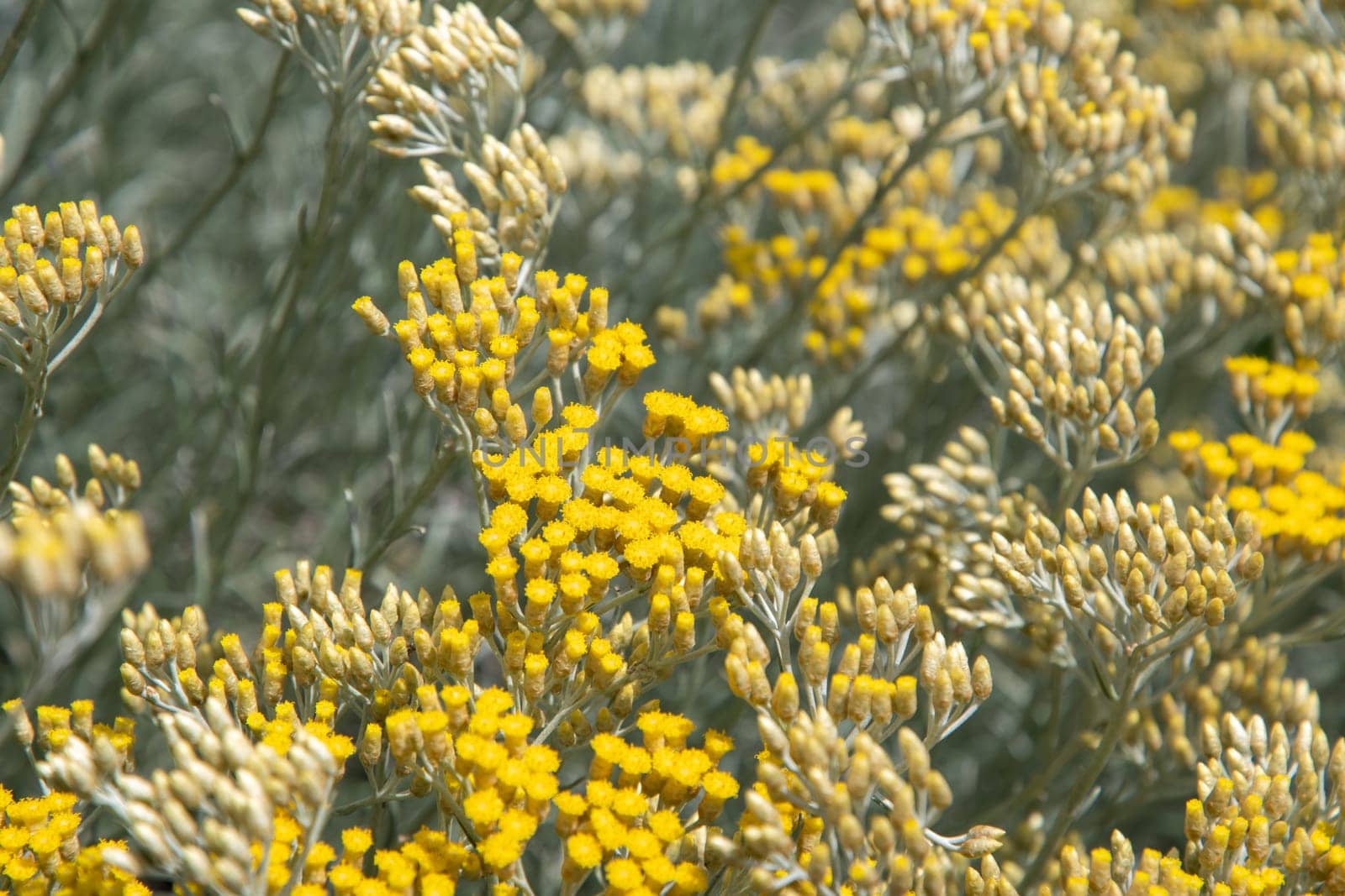 curry plant,Italian immortelle with silver leaves, aromatic spice, ornamental plant, Bush with many small yellow flowers,eternal yellow flowers, Latin name Helichrysum italicum,High quality photo