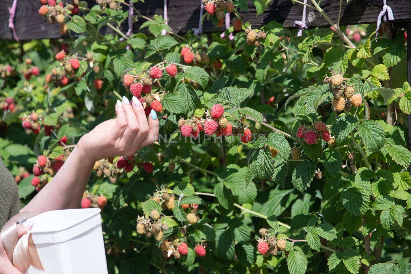 yung woman picks ripe raspberries in a basket, summer harvest of berries by KaterinaDalemans