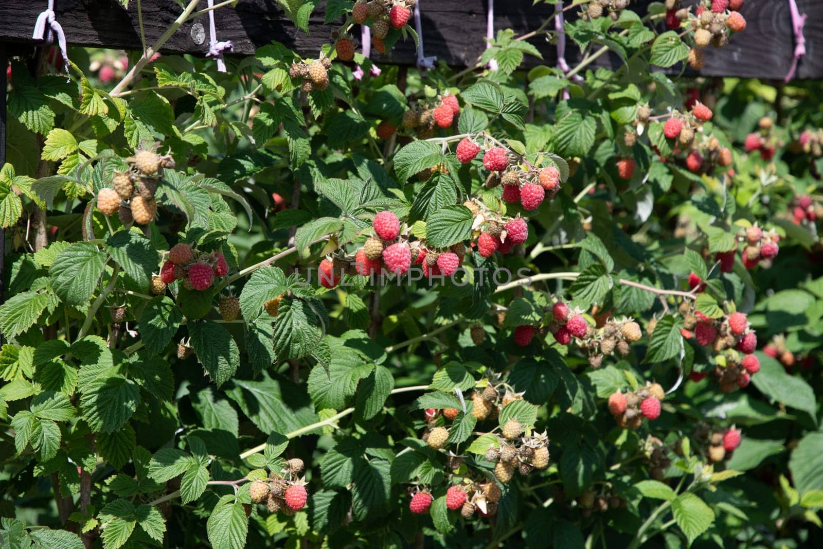 abundance of red ripe raspberries on the bushes in the garden, fresh organic berries with green leaves on the branches, summer garden in the village, picking berries on the farm, High quality photo