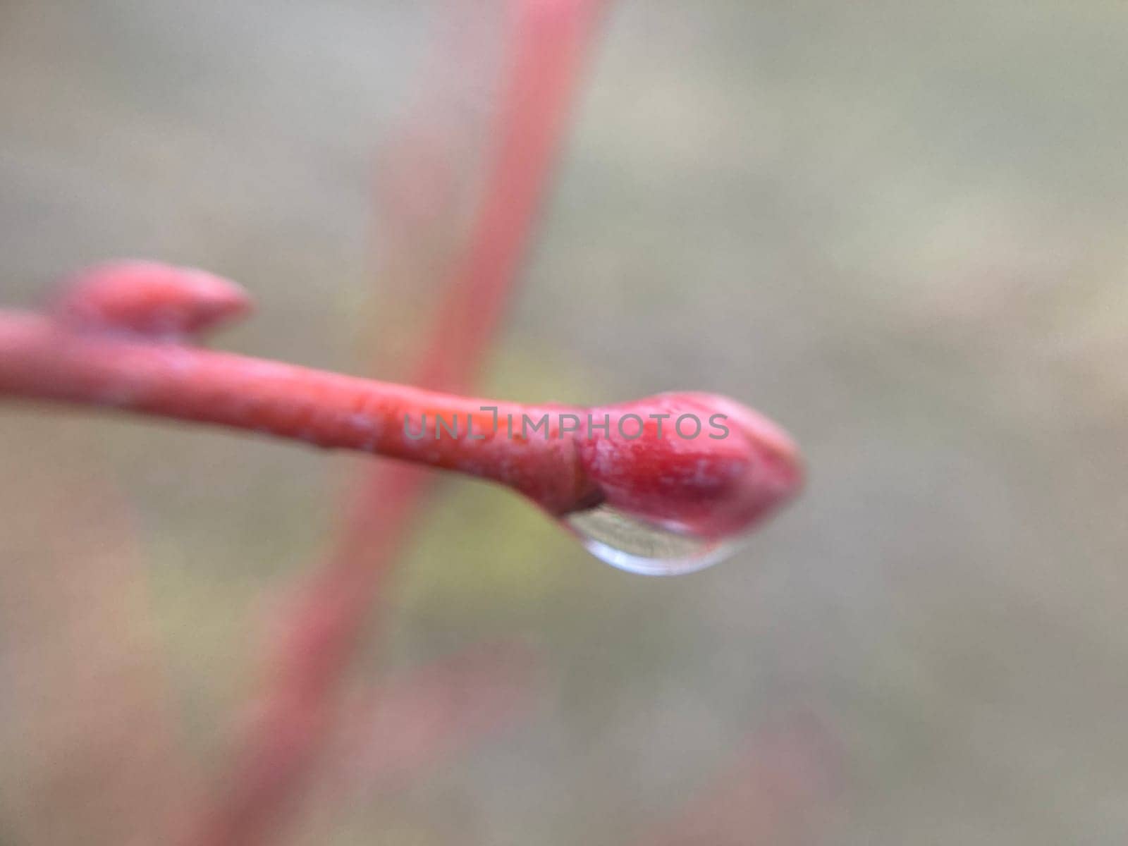 Buds on trees grew in the spring