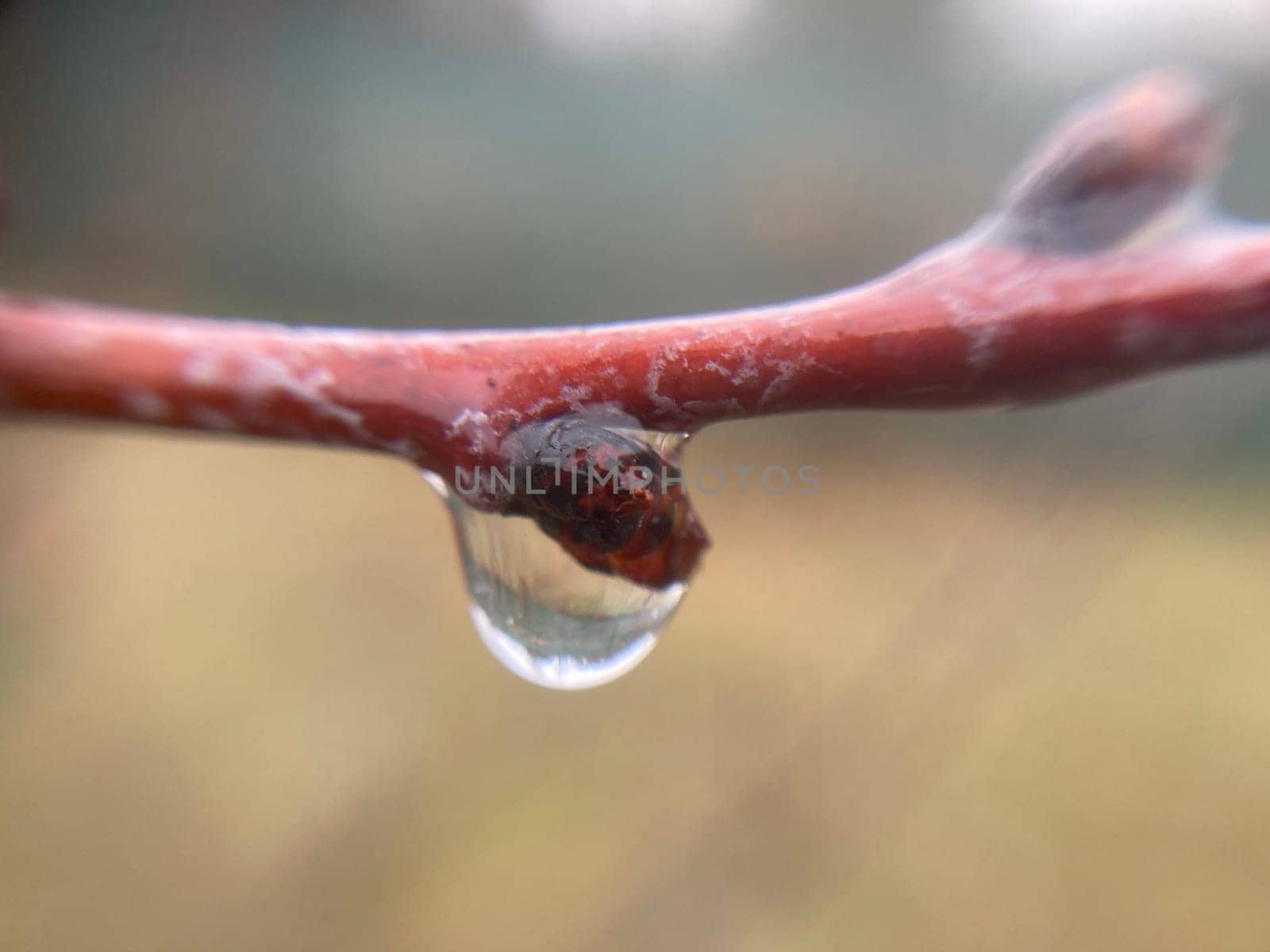 Buds on trees grew in the spring