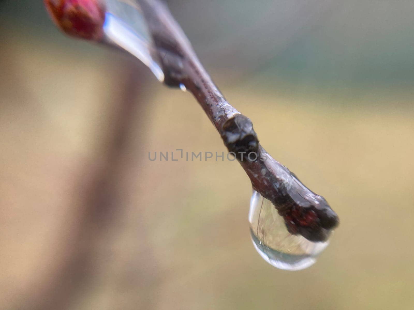 Buds on trees grew in the spring