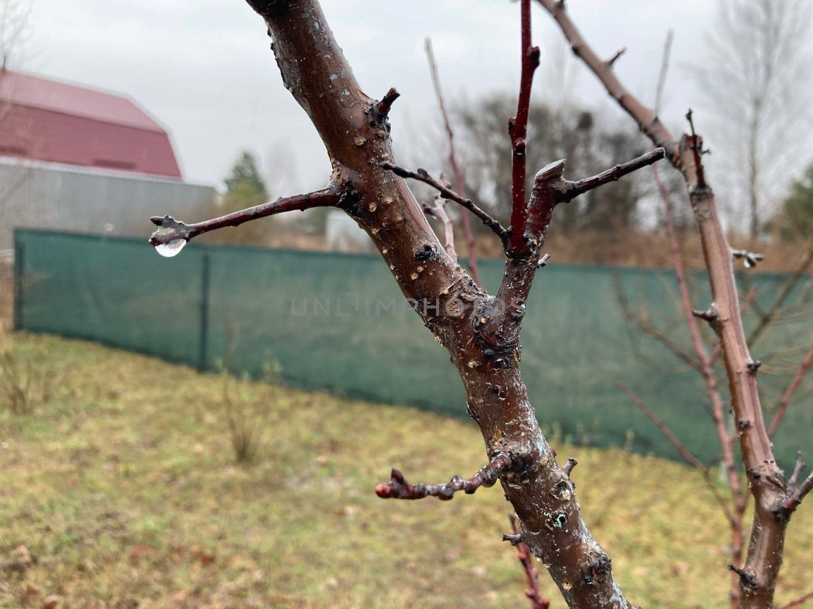 Buds on trees grew in the spring