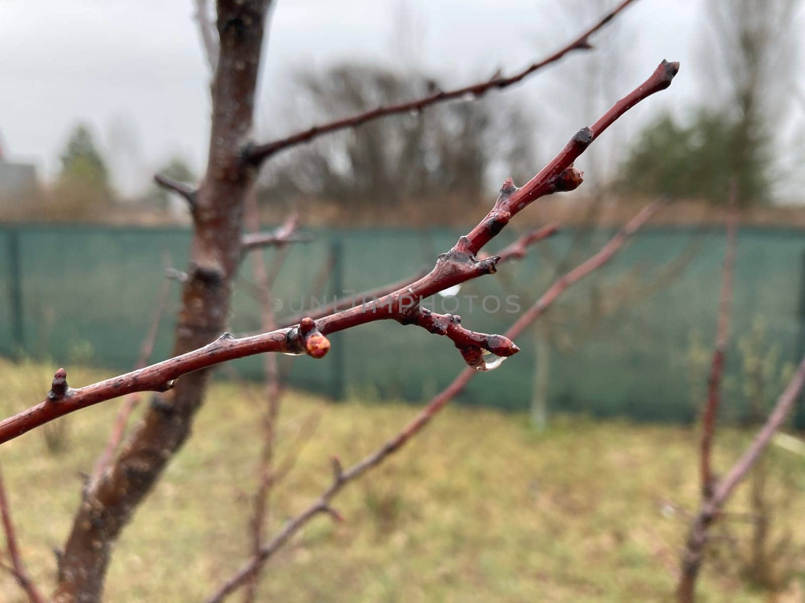 Buds on trees grew in the spring
