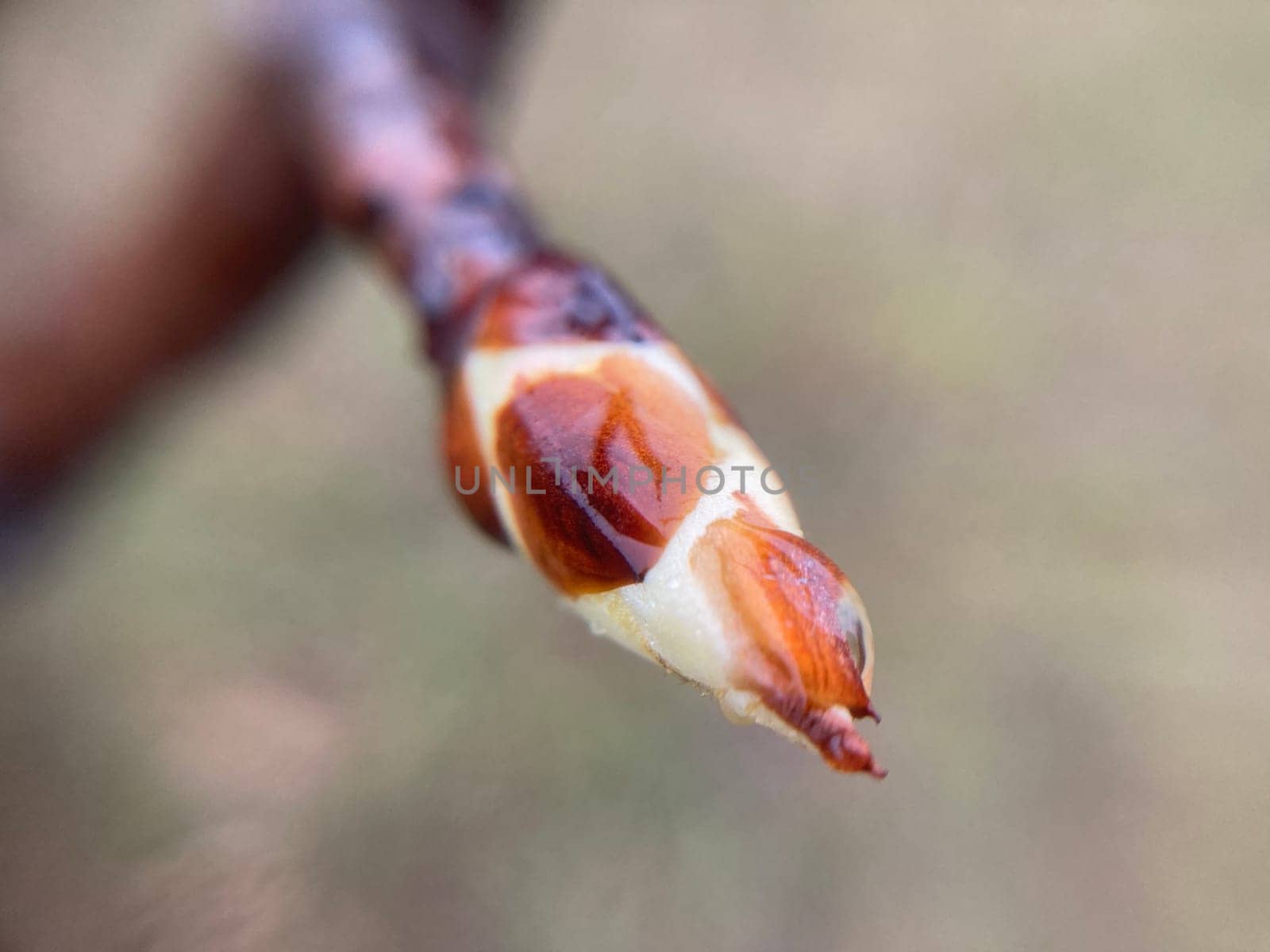 Buds on trees grew in the spring
