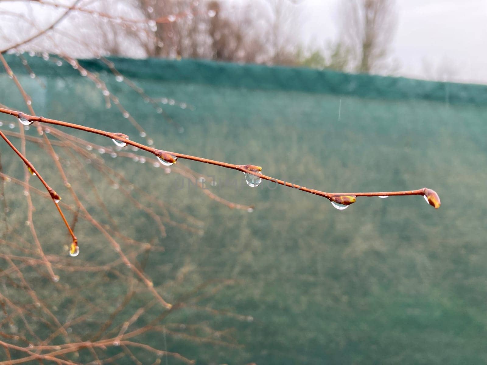 Buds on trees grew in the spring