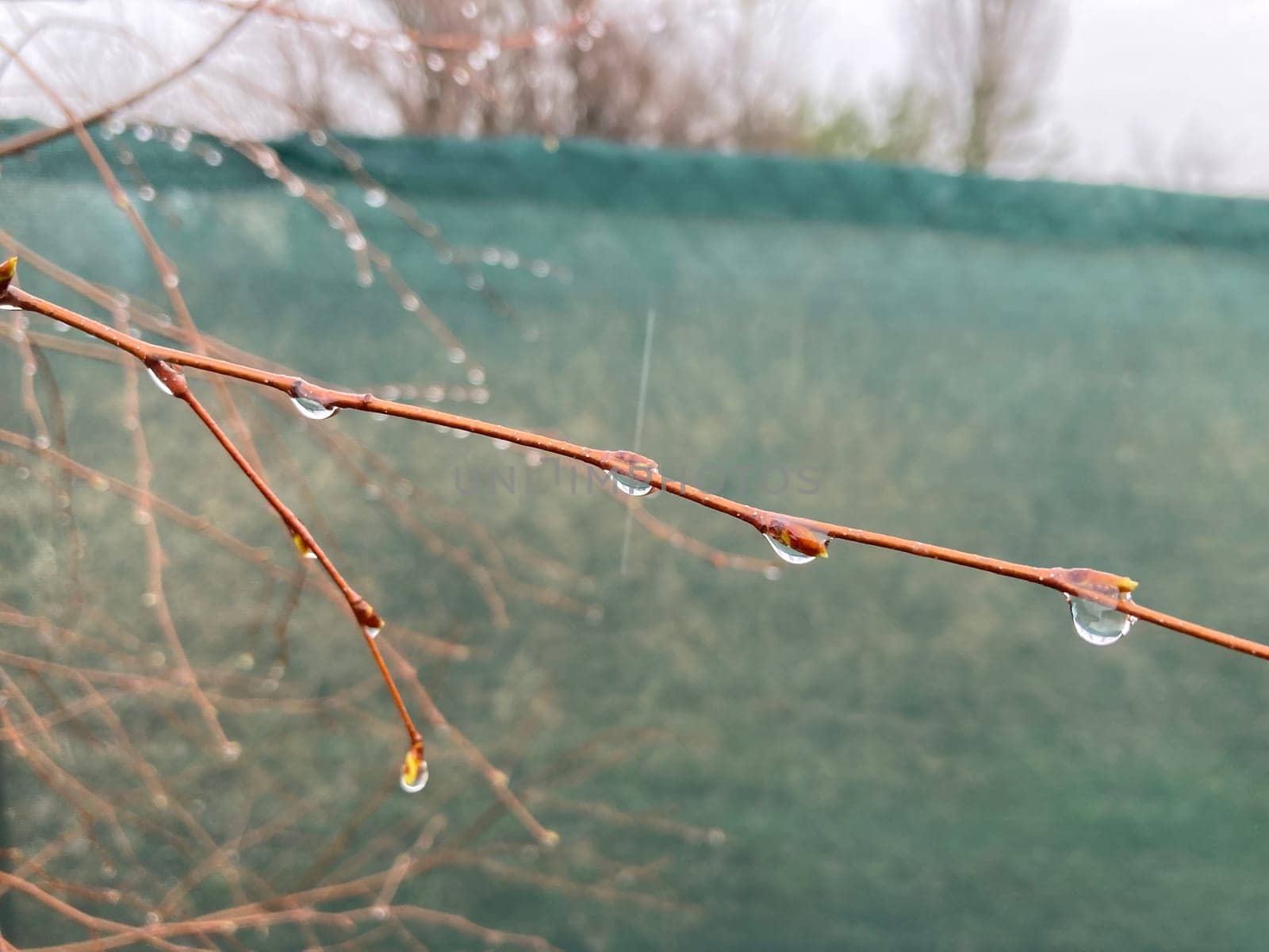 Buds on trees grew in the spring