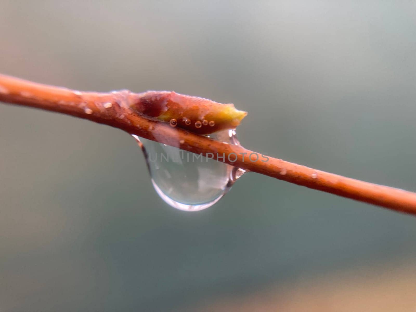 Buds on trees grew in the spring