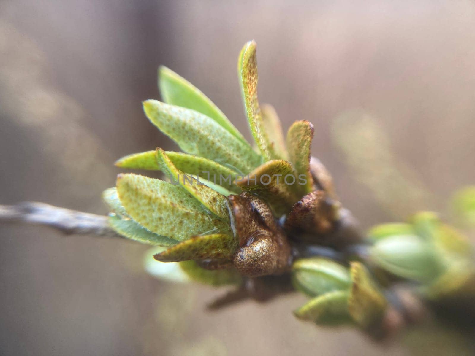 Buds on trees grew in the spring