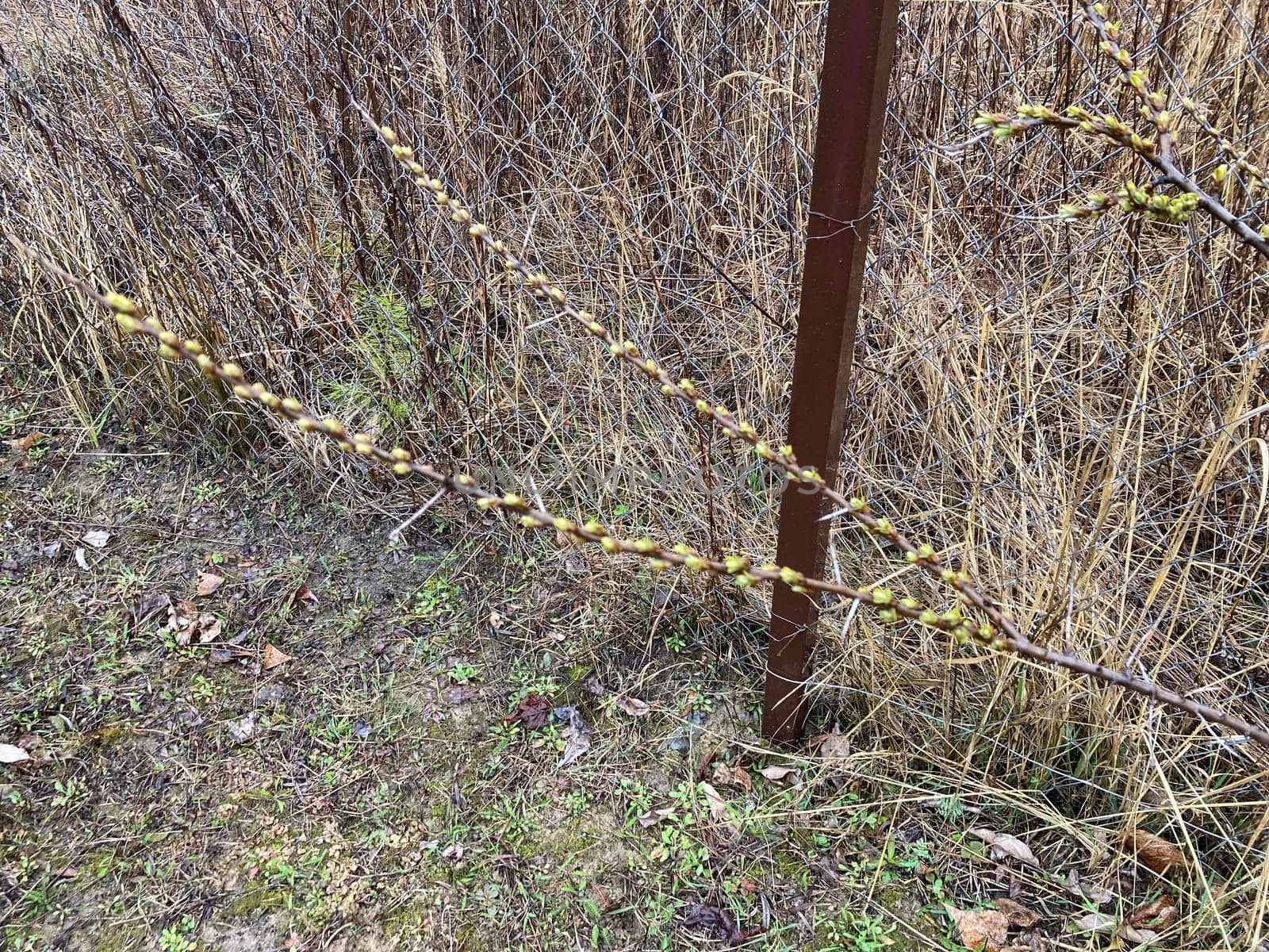 Buds on trees grew in the spring