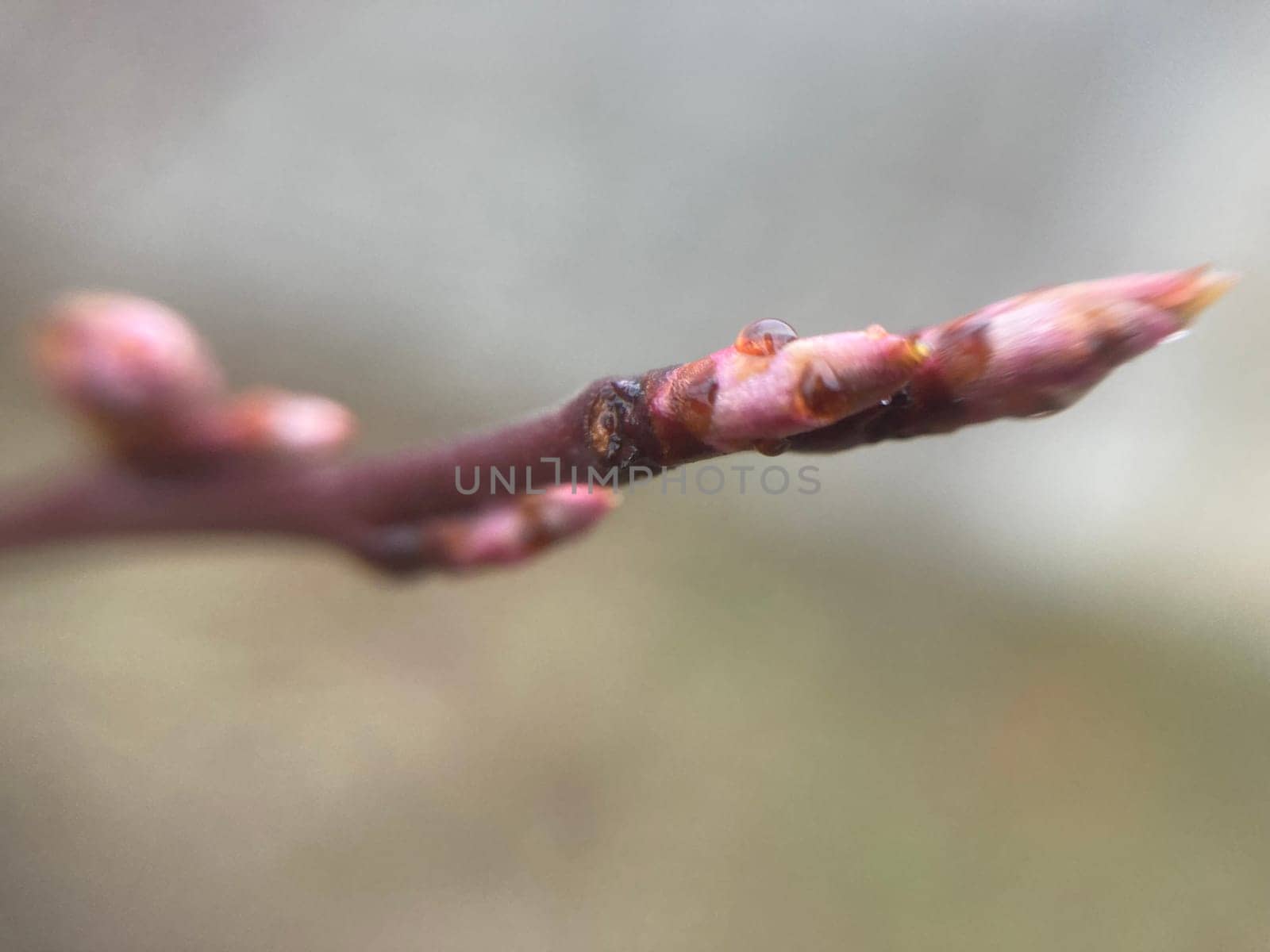Buds on trees grew in the spring
