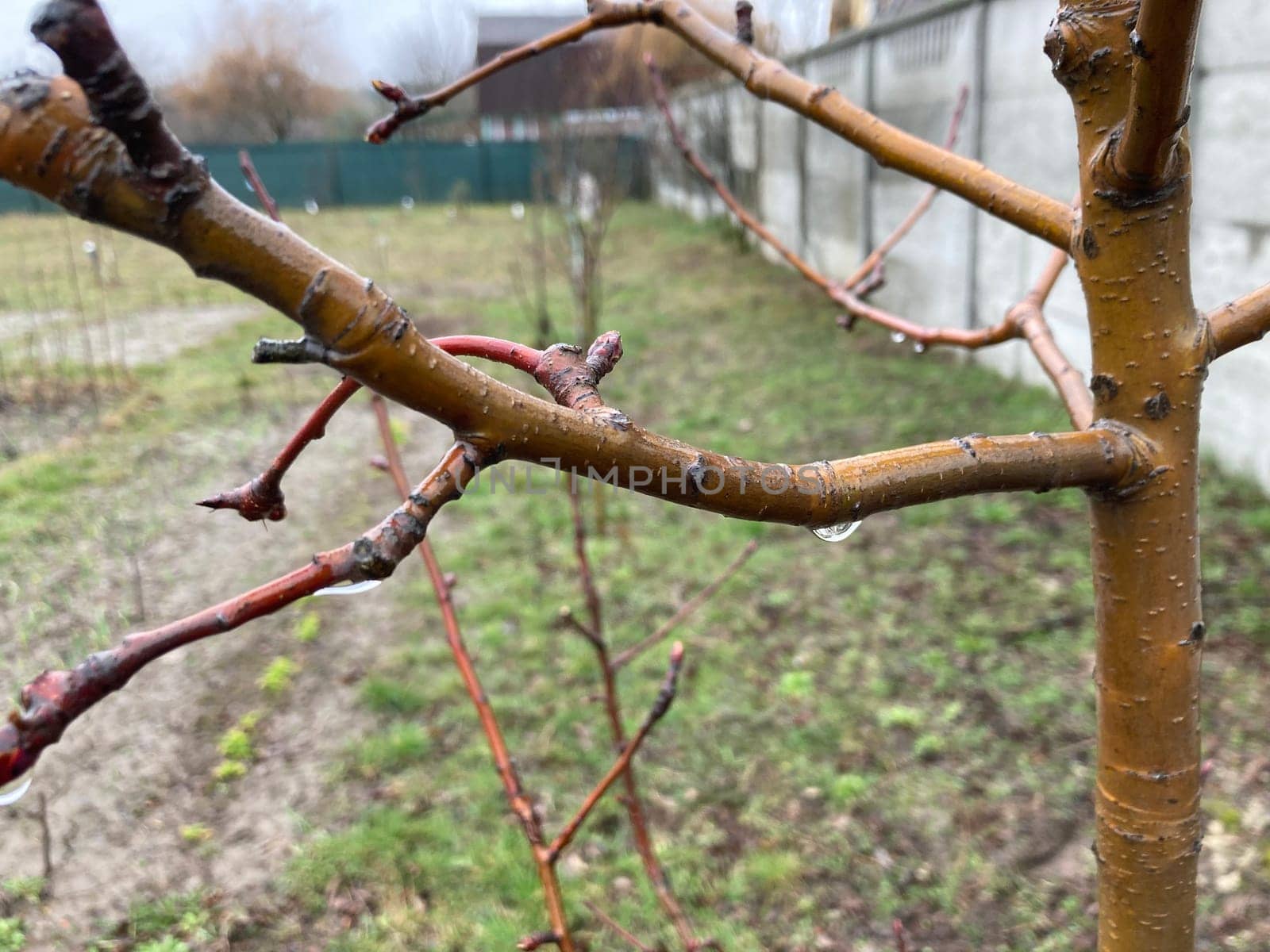 Buds on trees grew in the spring
