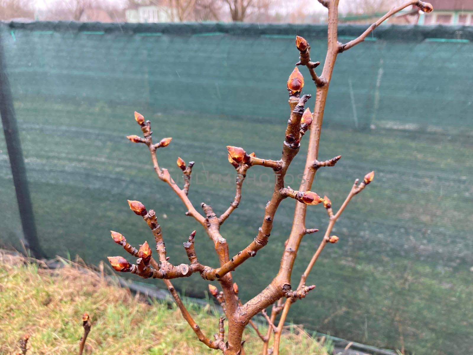 Buds on trees grew in the spring