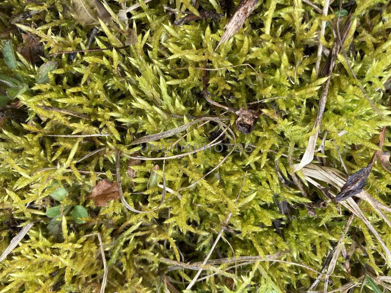 Grass grew in a the spring in the garden plot