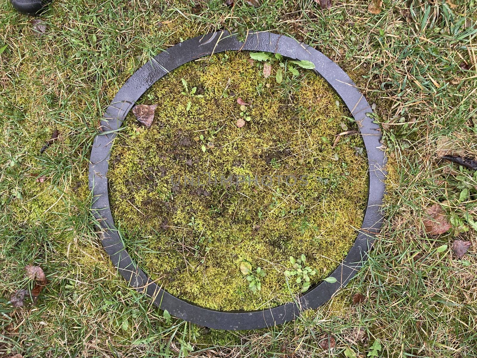 Grass grew in a the spring in the garden plot