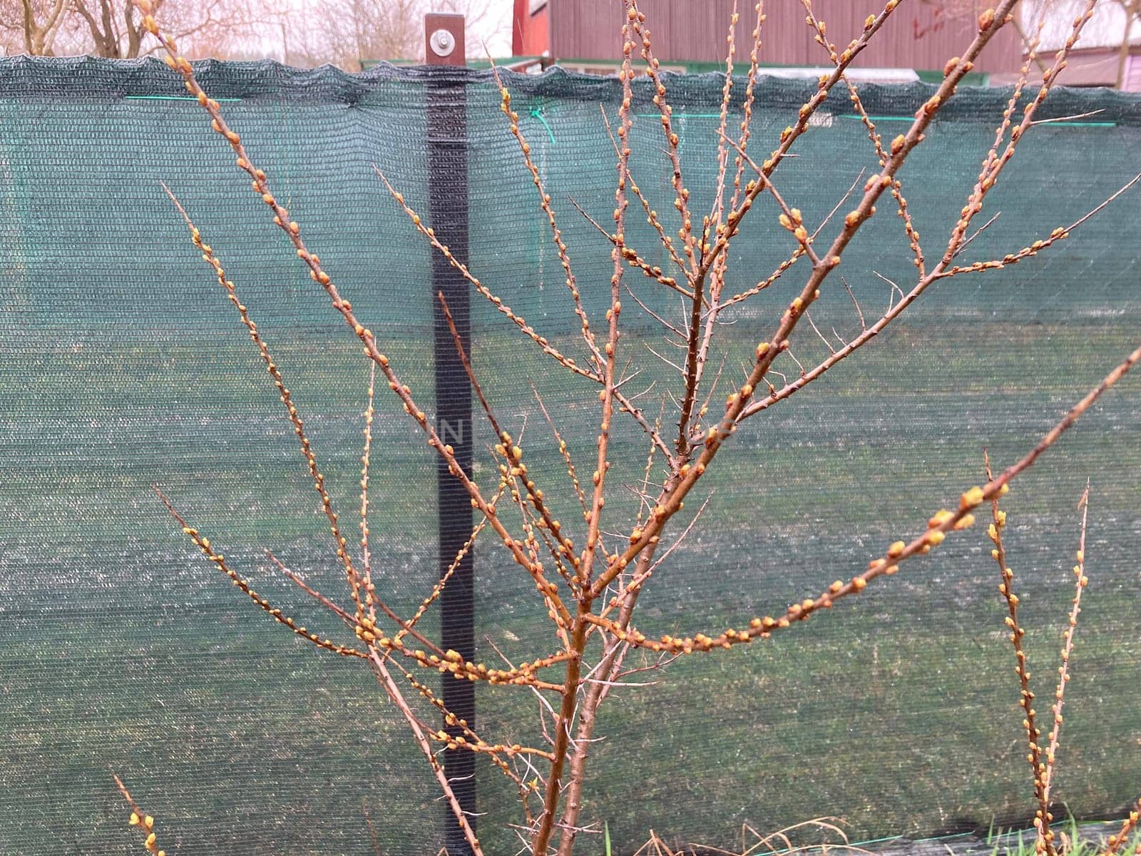 Buds on trees grew in the spring