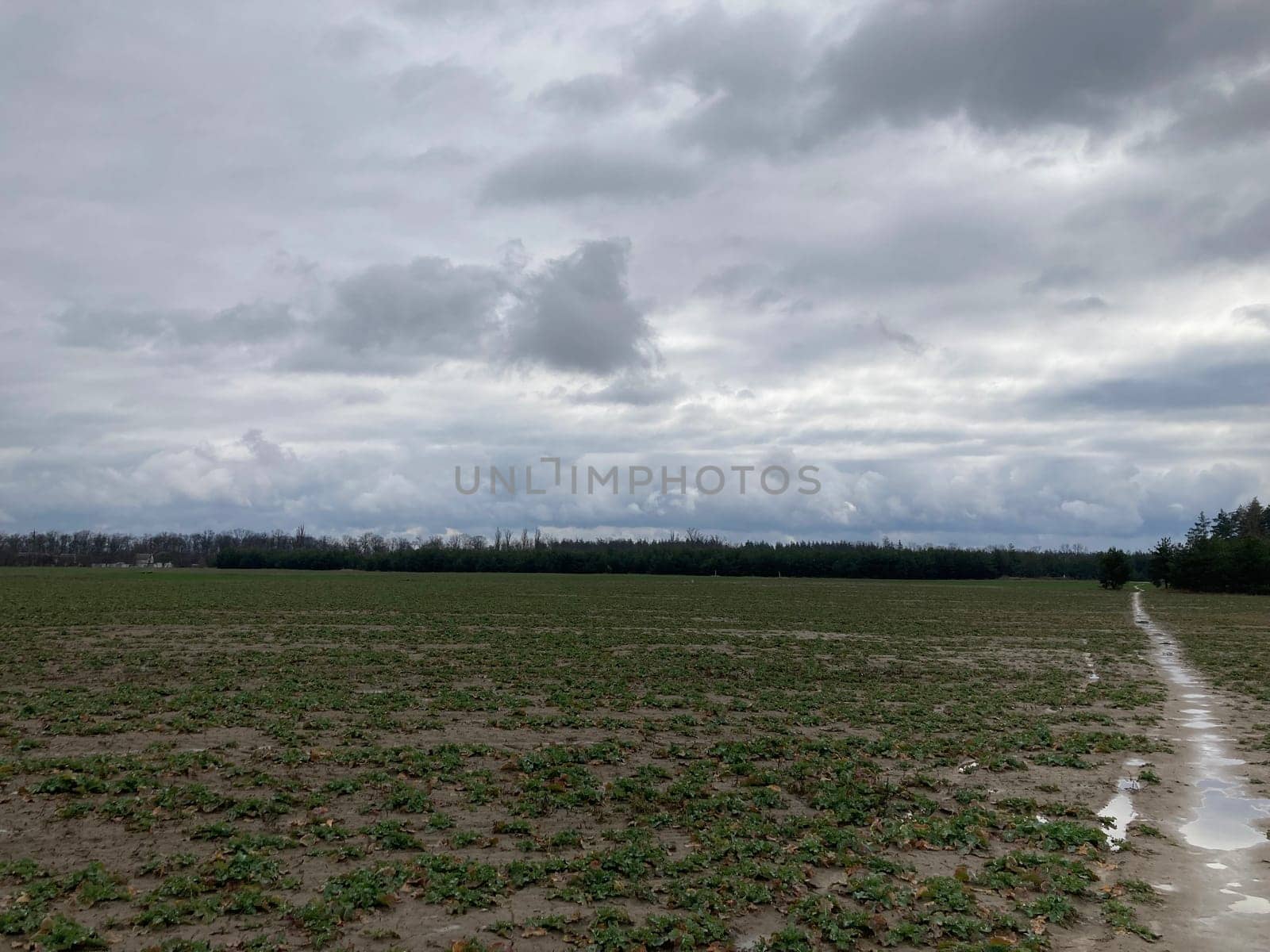 The grass has risen in the fields in a the spring