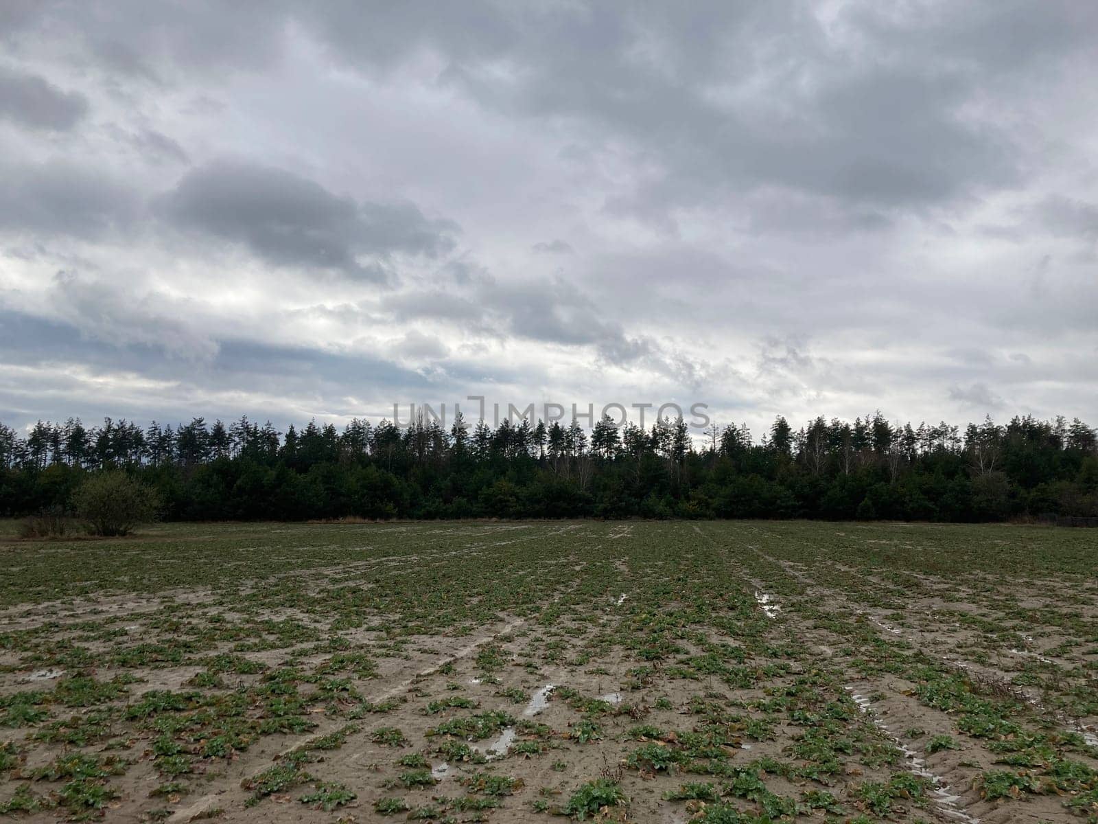 The grass has risen in the fields in a the spring