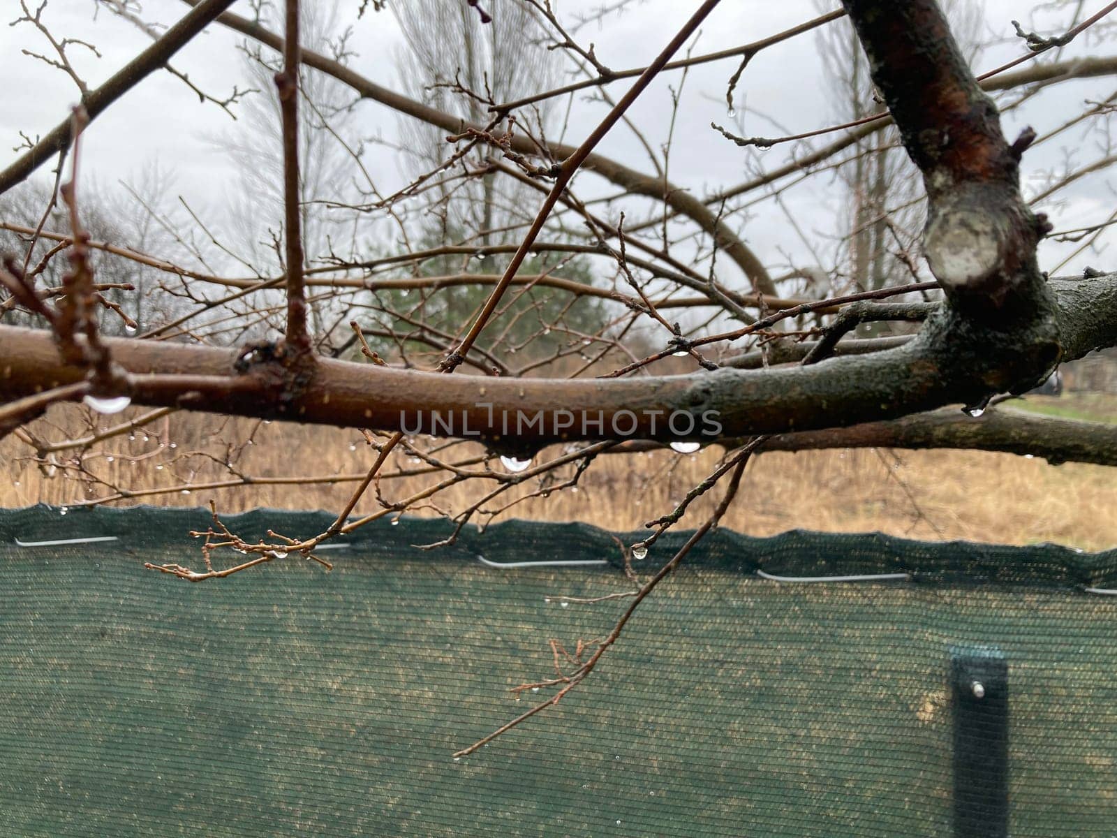 Buds on trees grew in the spring