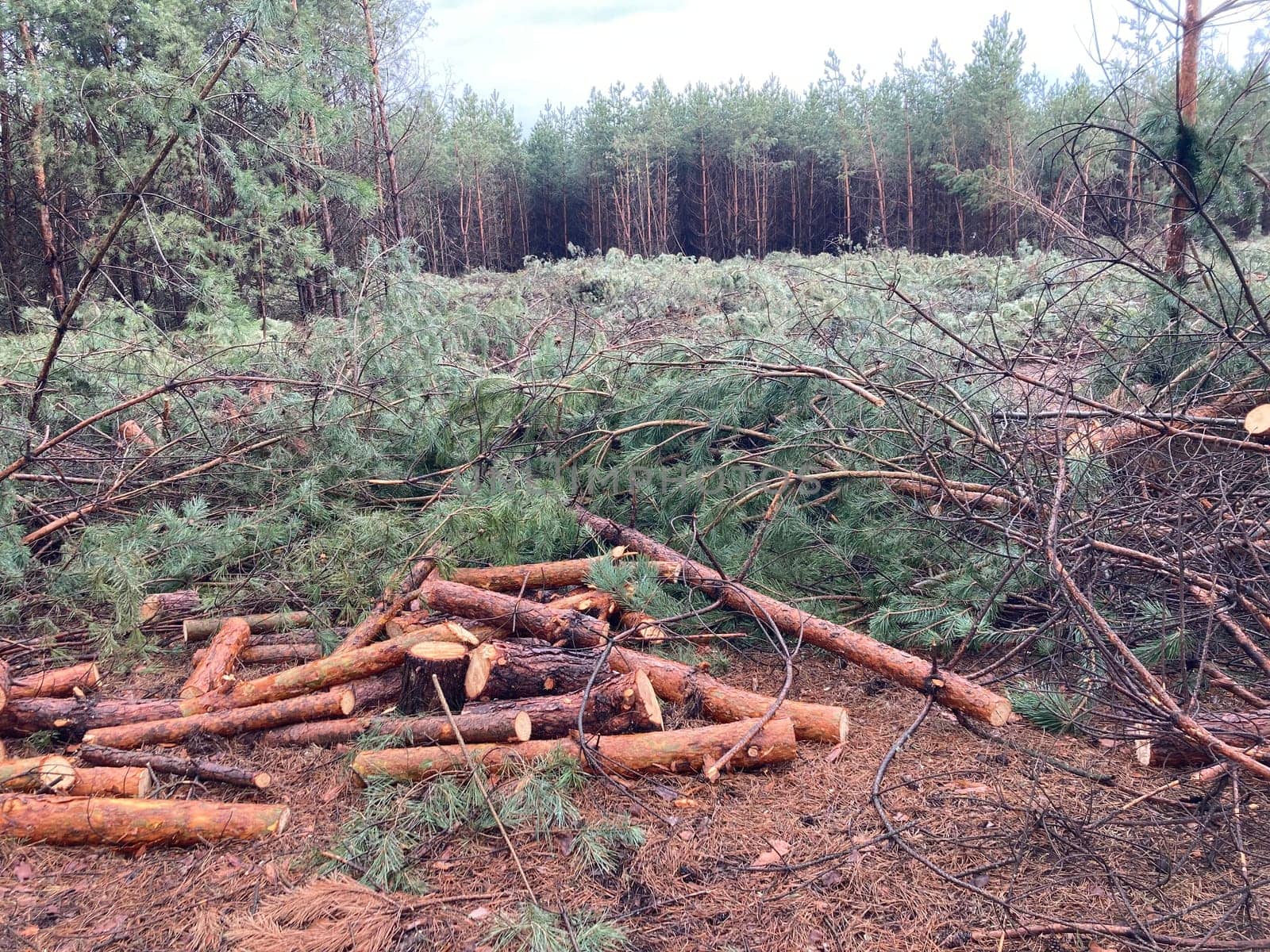 Foresters cutting down a young pine the forest