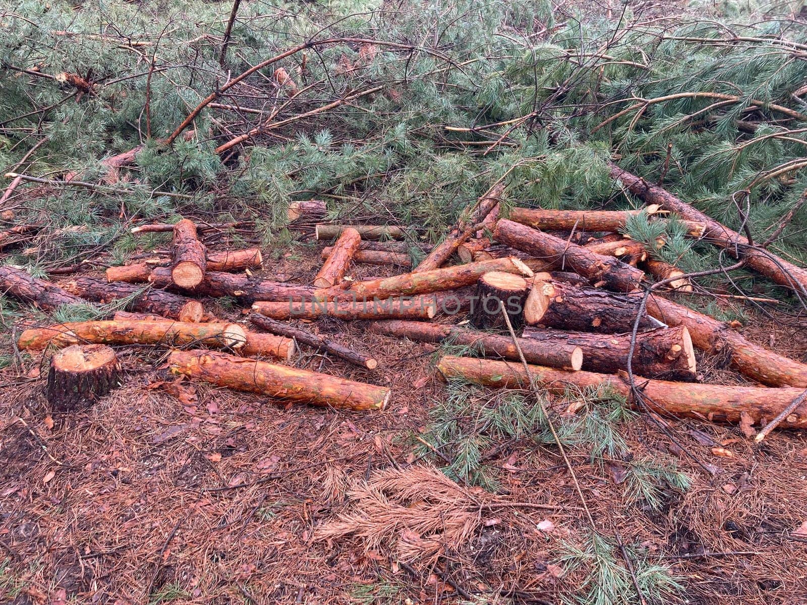 Foresters cutting down a young pine the forest