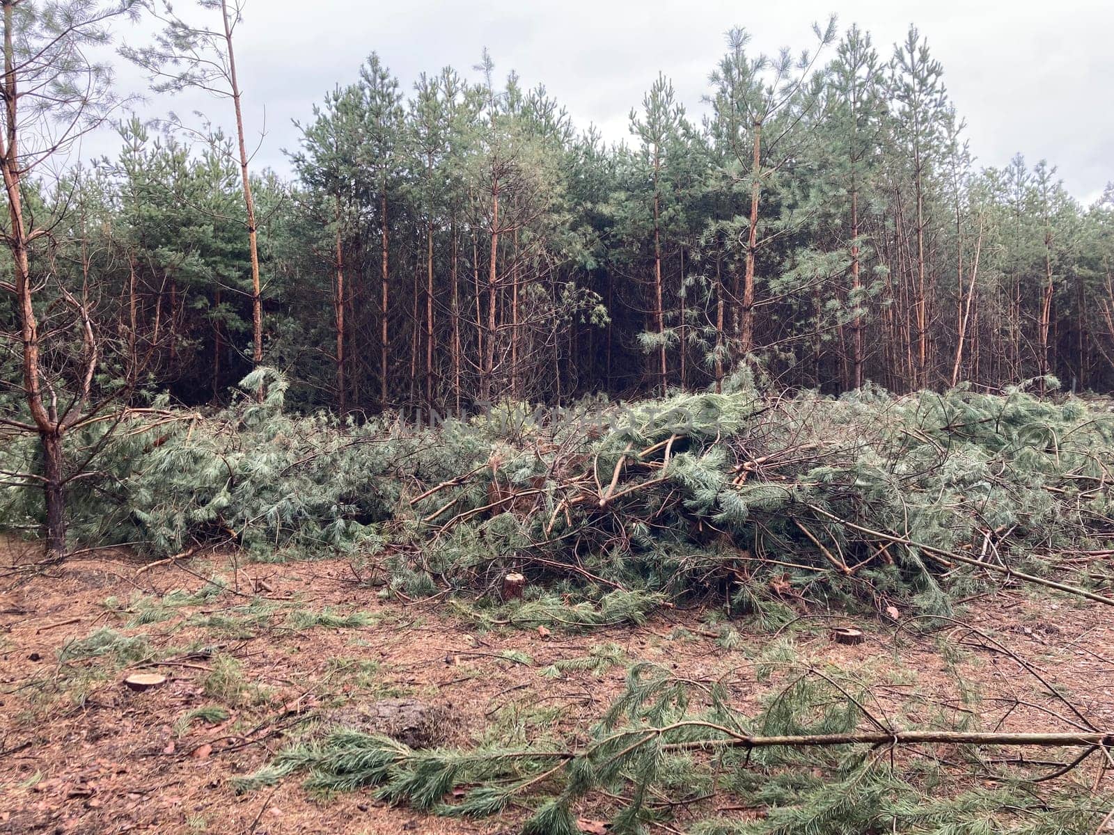 Foresters cutting down a young pine the forest