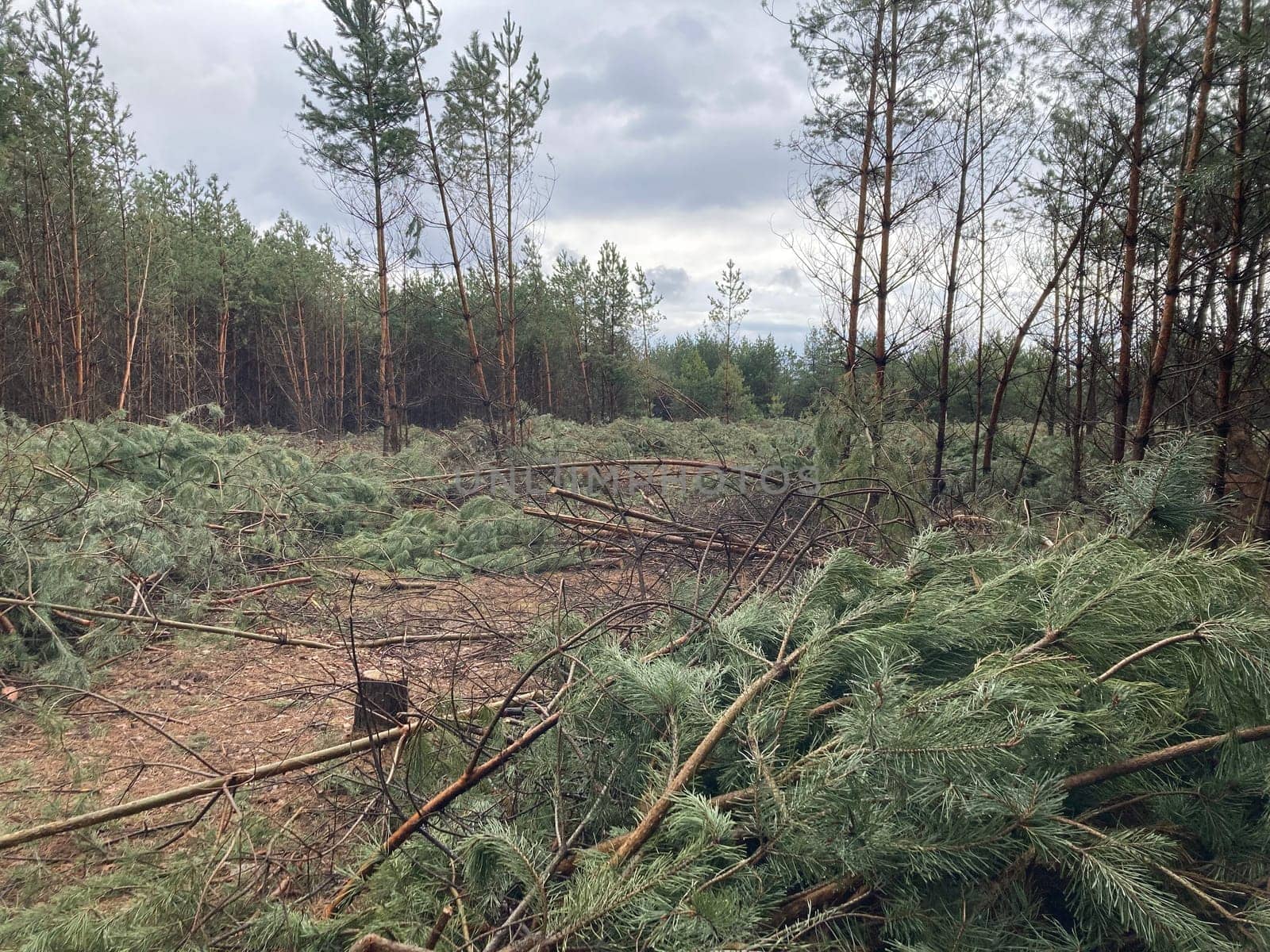 Foresters cutting down a young pine the forest