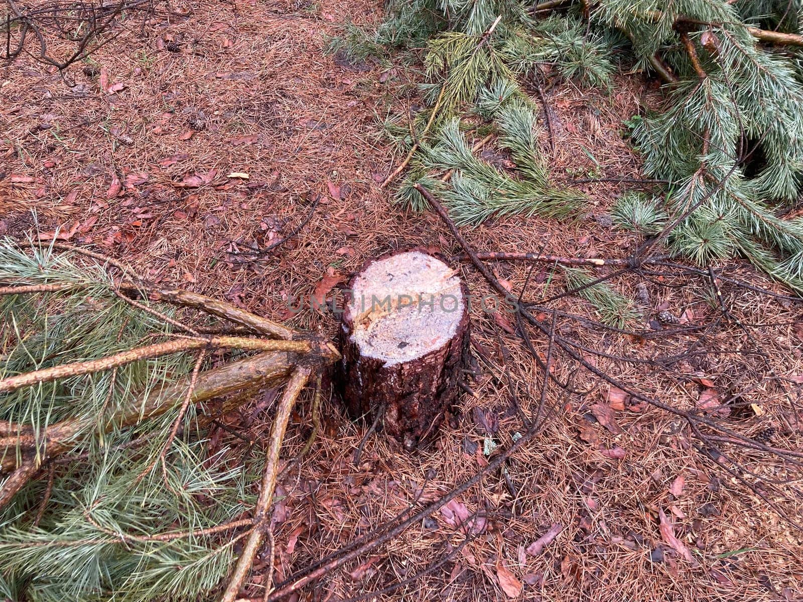 Foresters cutting down a young pine the forest